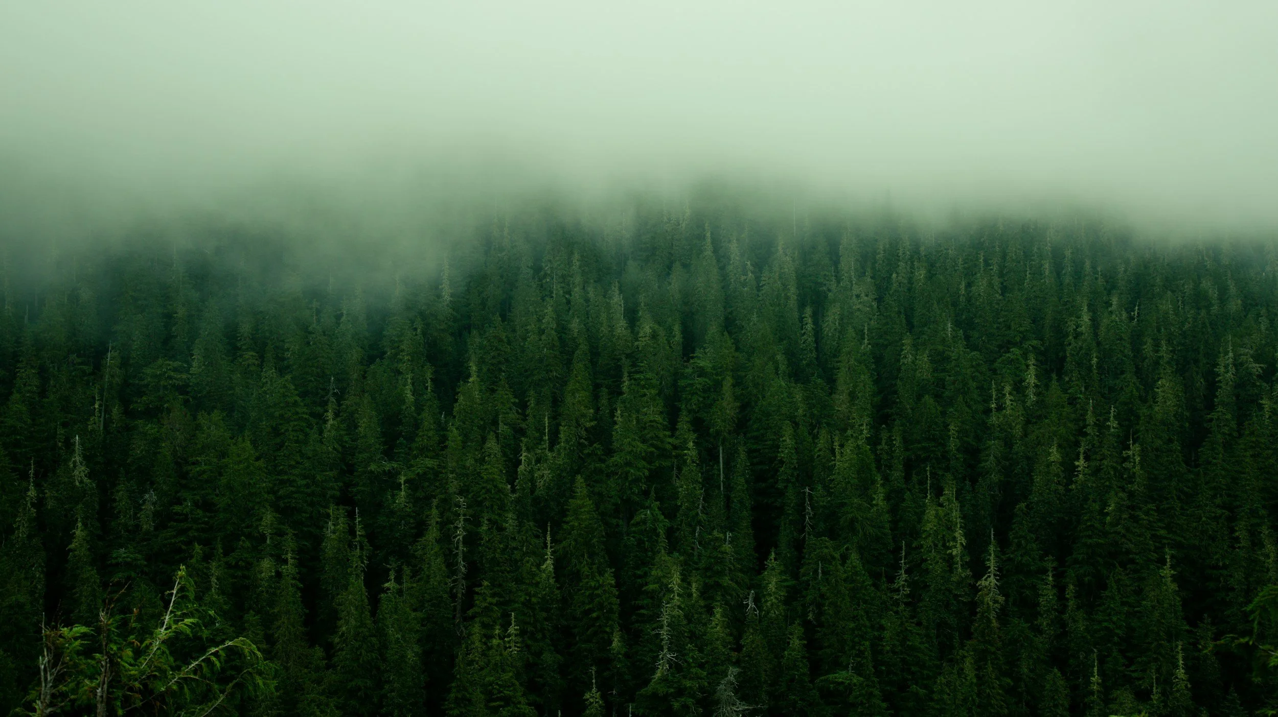 A dense forest of tall, green pine trees with a foggy sky overhead.