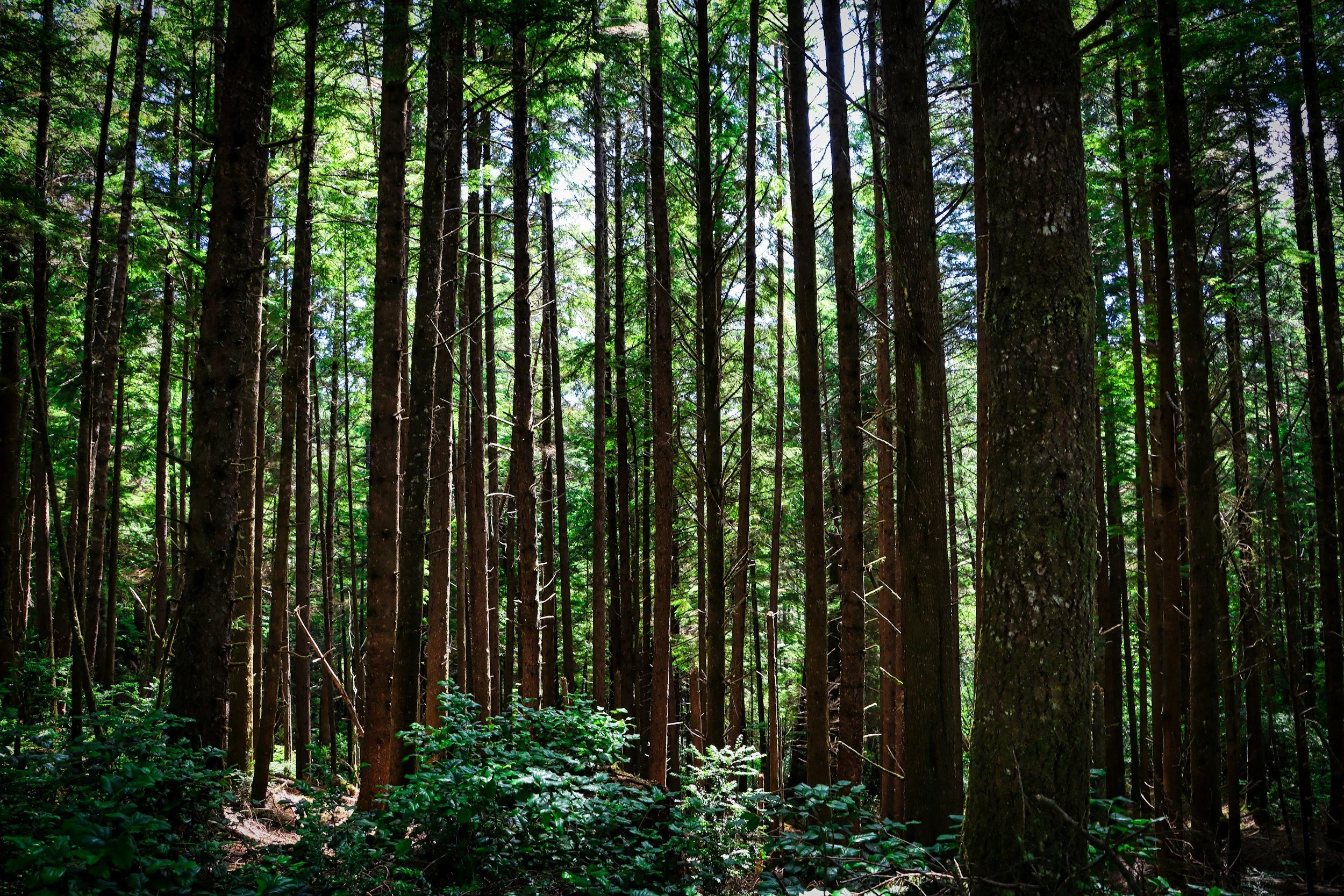 A dense forest with tall trees and green foliage, sunlight filtering through the canopy.