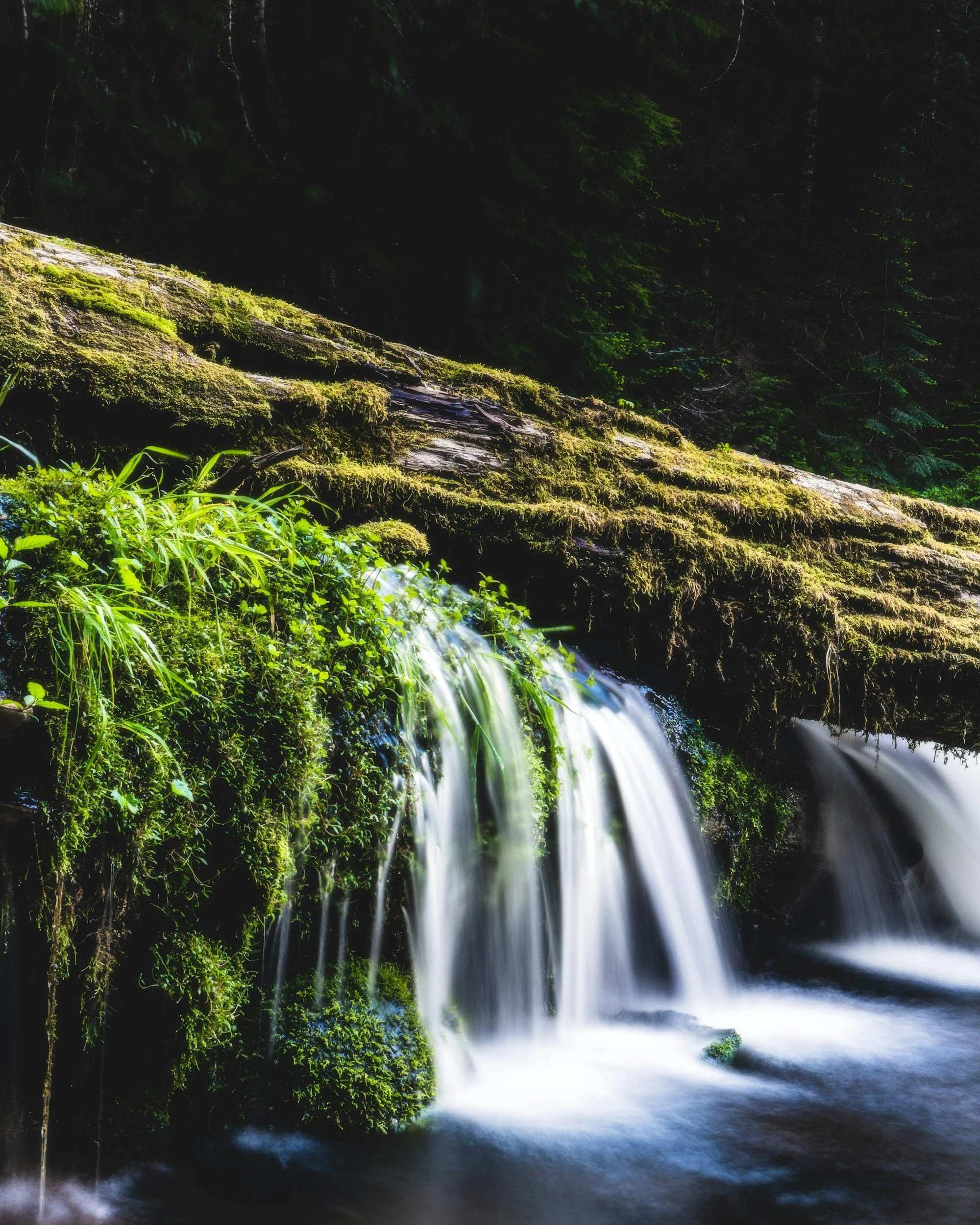 A small waterfall flowing over moss-covered rocks in a forest with lush green foliage.