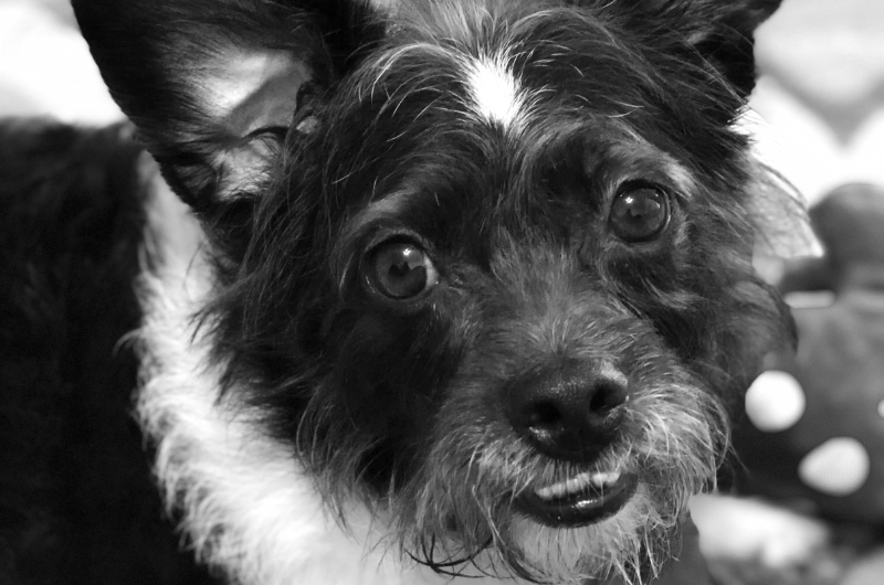 Close-up black and white portrait of a scruffy dog with big eyes and a white patch on its forehead.