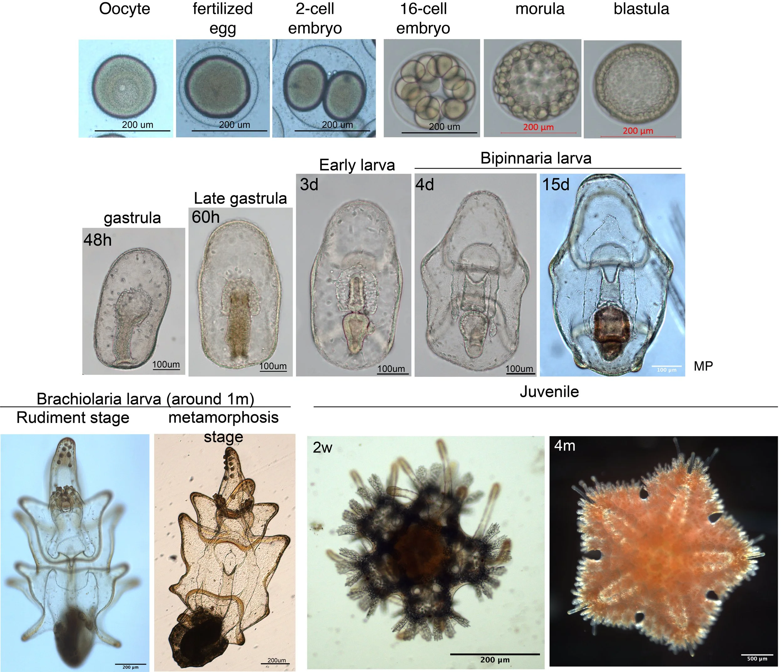Patiria miniata sea star embryonic and larval development