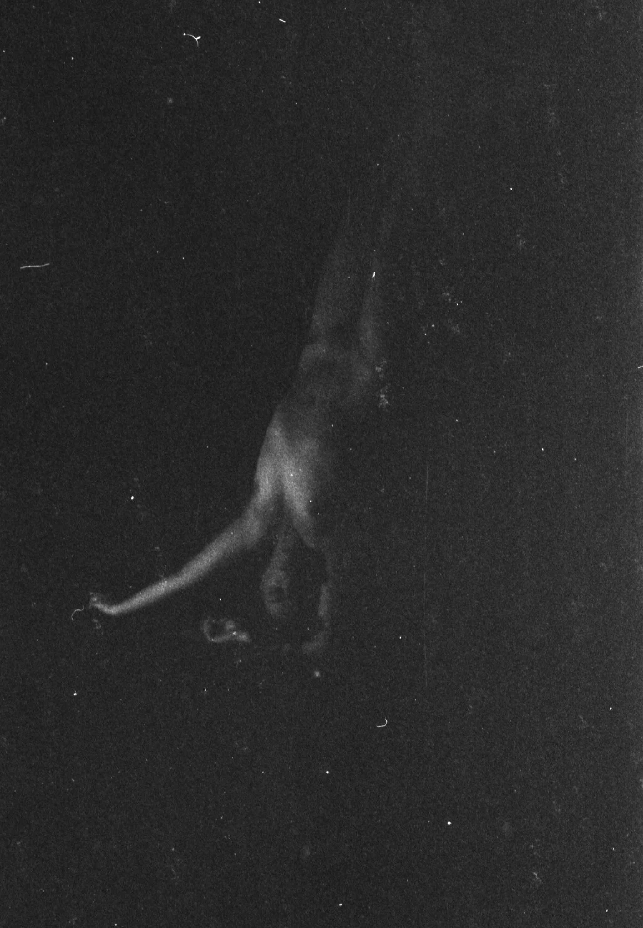 This is a black and white photograph of a whale swimming in the ocean, with visible water spray from its blowhole.