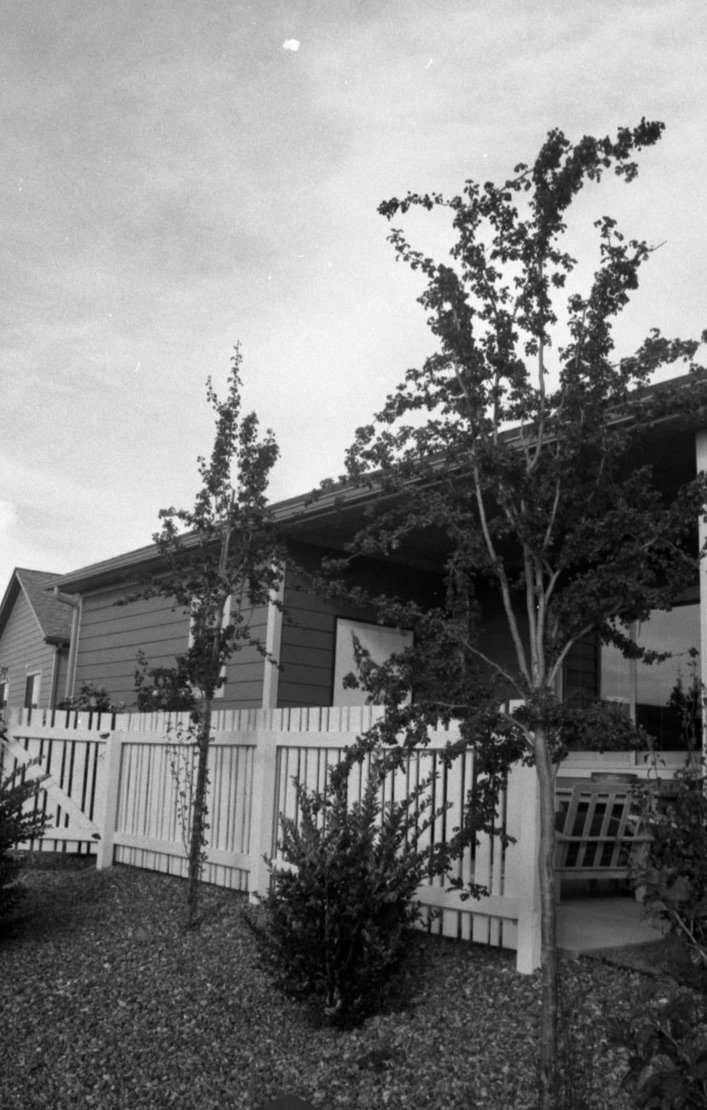 Black and white photo of a backyard with a white wooden fence, trees, bushes, and a house with a large window and a porch.