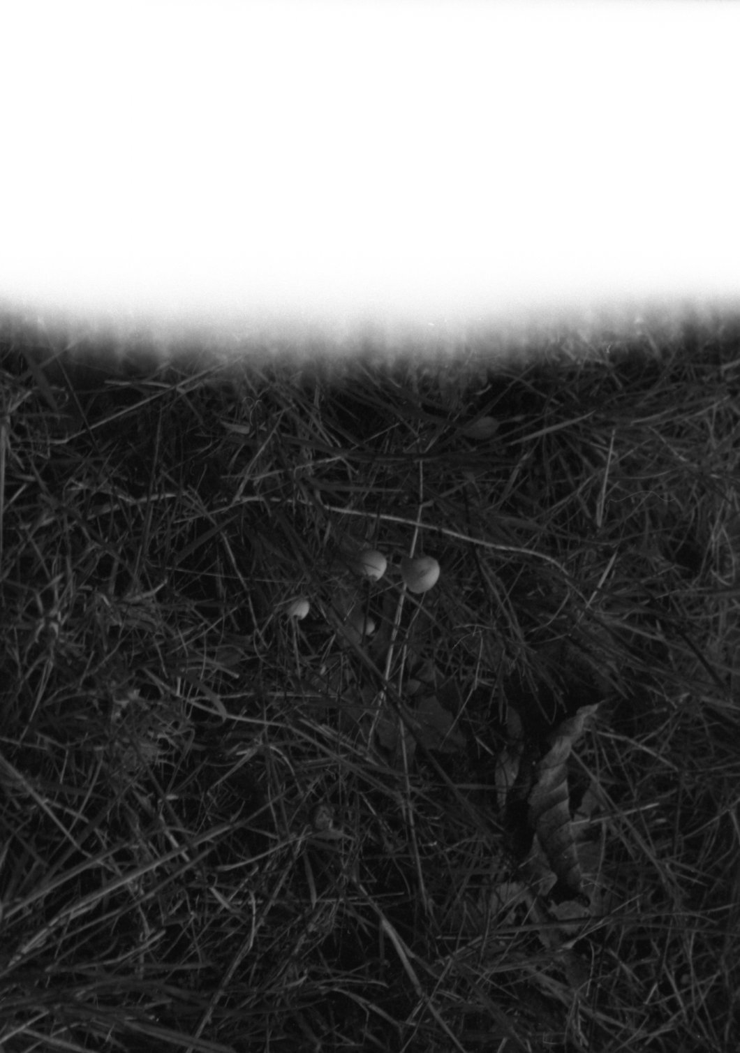 Black and white photo of a patch of grass with small mushrooms growing among the grass blades.