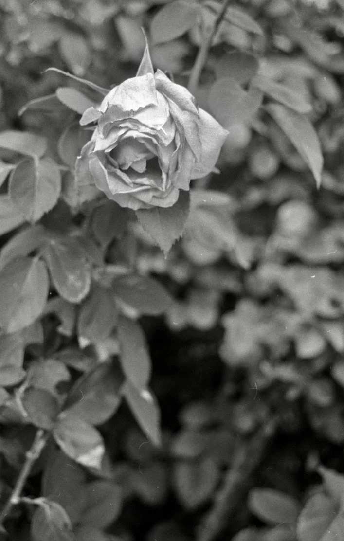A black and white photo of a partially closed rosebud among dense foliage.