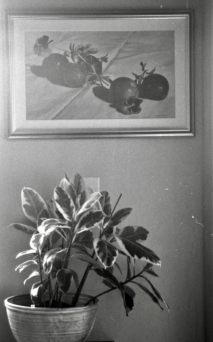 A potted plant with large variegated leaves in front of a wall, with a framed picture of tomatoes hanging above it.