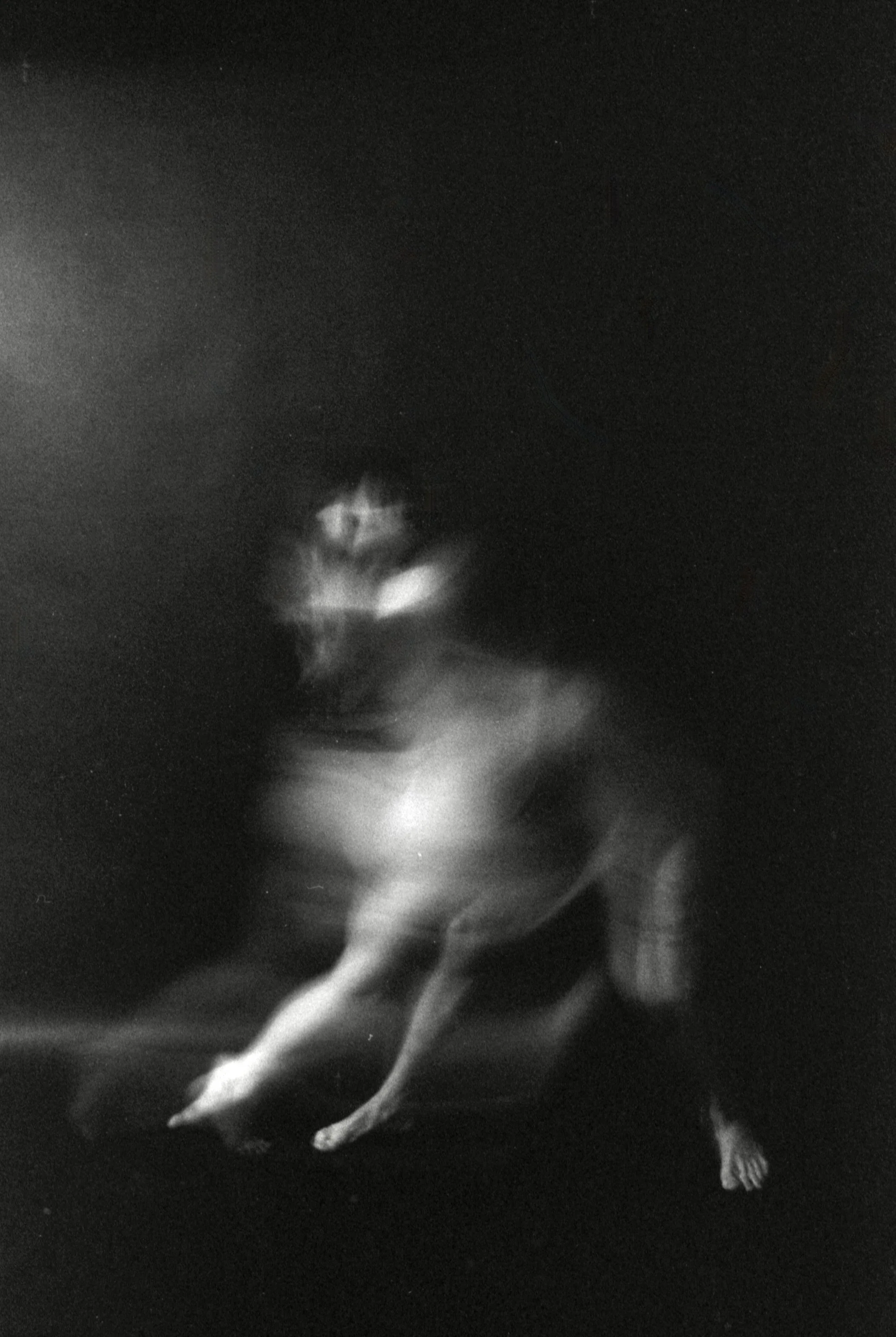 Black and white photograph of a cat sitting on a dark surface, with smoke or mist surrounding it.