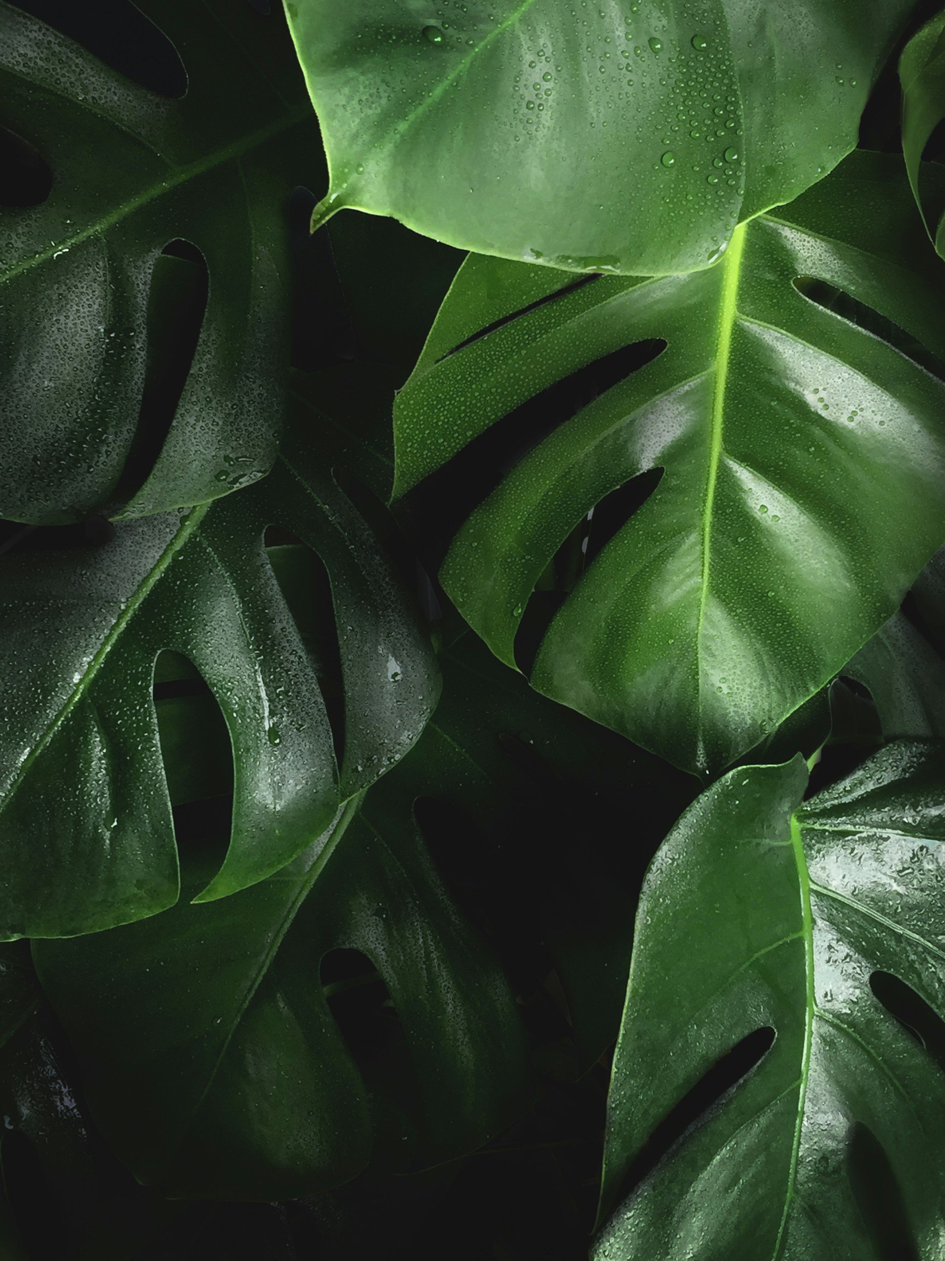 Close-up of large green tropical leaves with water droplets on their surface.