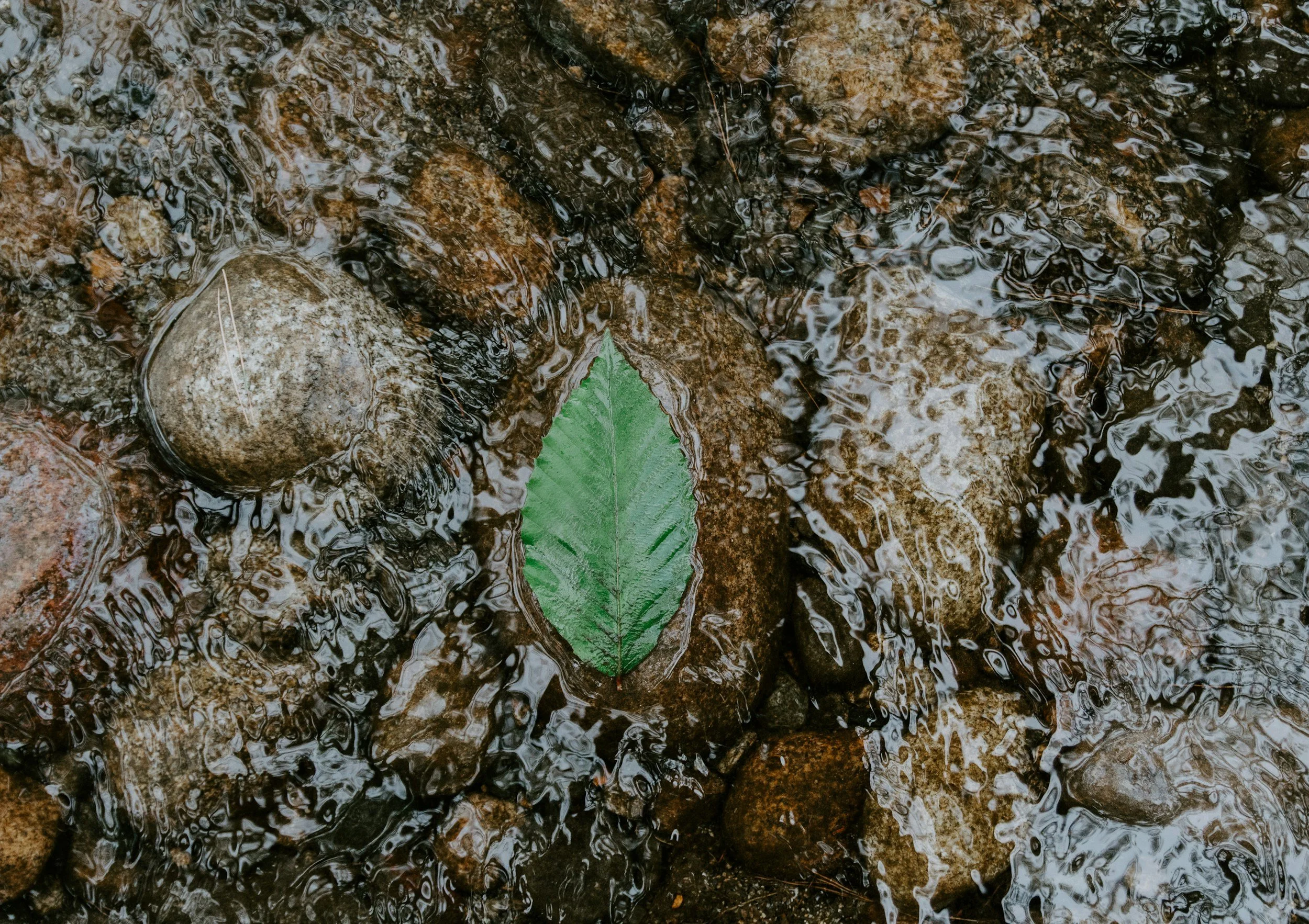 A green leaf lying on wet, brown rocks and pebbles in a shallow stream water.