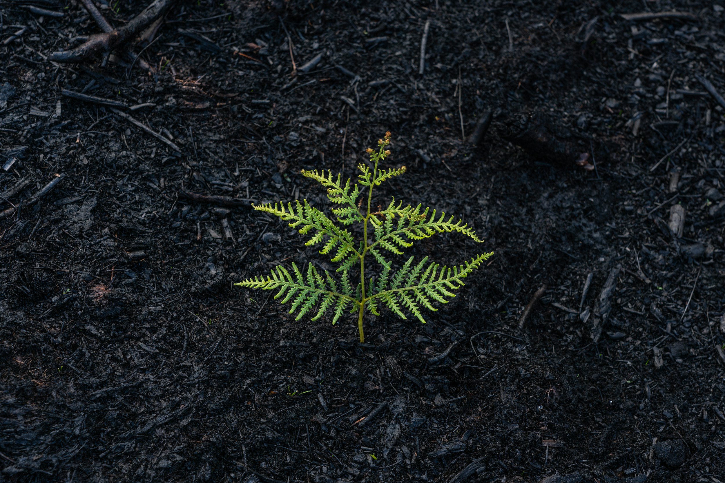 A small green fern growing in dark, burned soil with charred wood and ash.