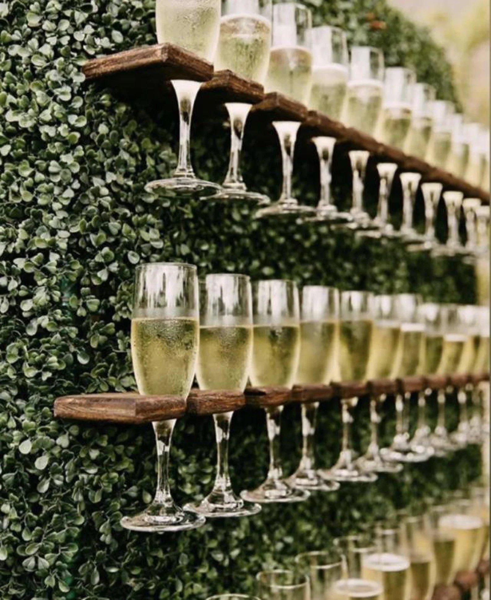 Multiple glasses of champagne on a wooden shelf, with a green leafy backdrop and a blurred outdoor setting.
