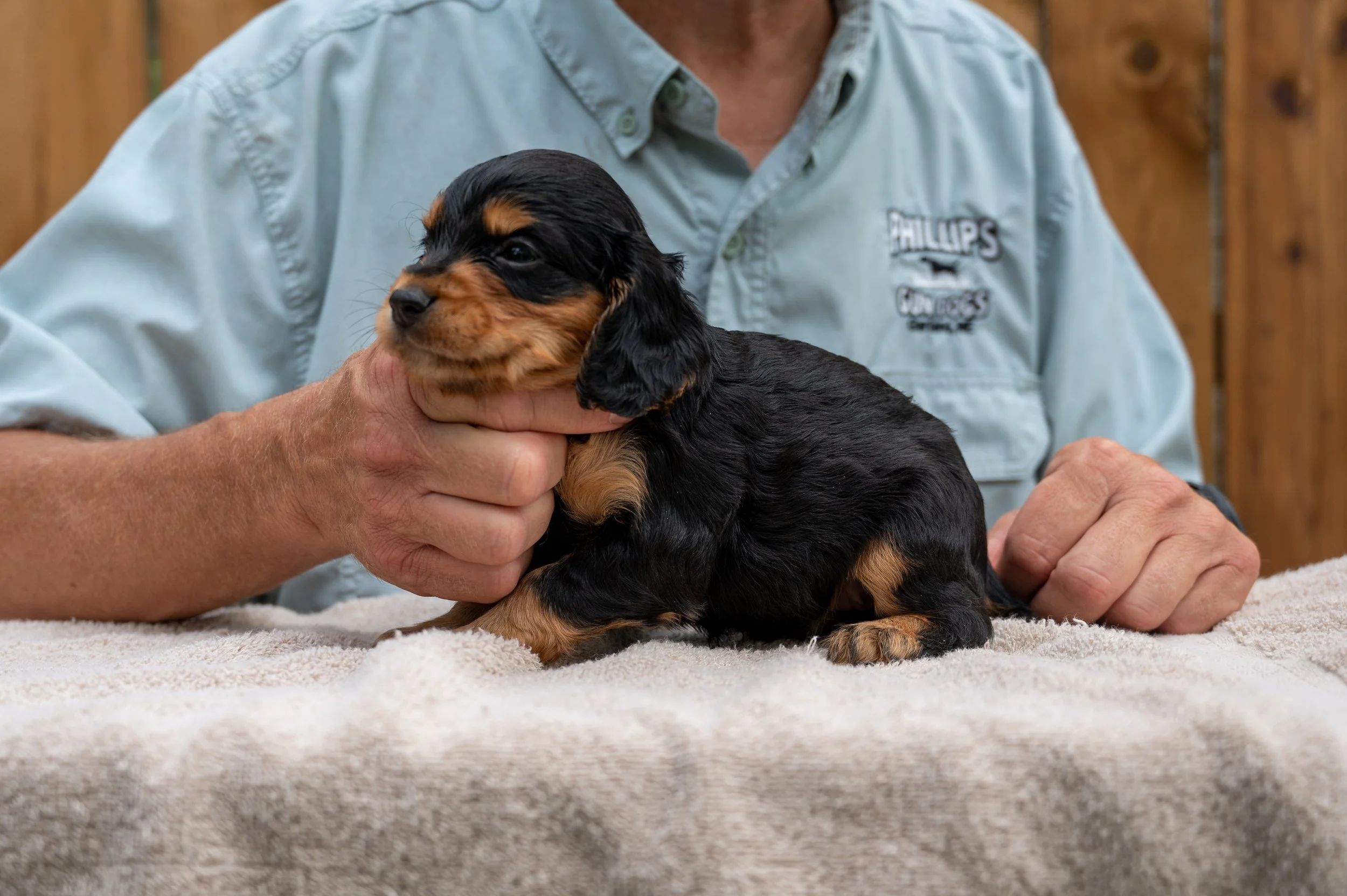 Black & Tan Female