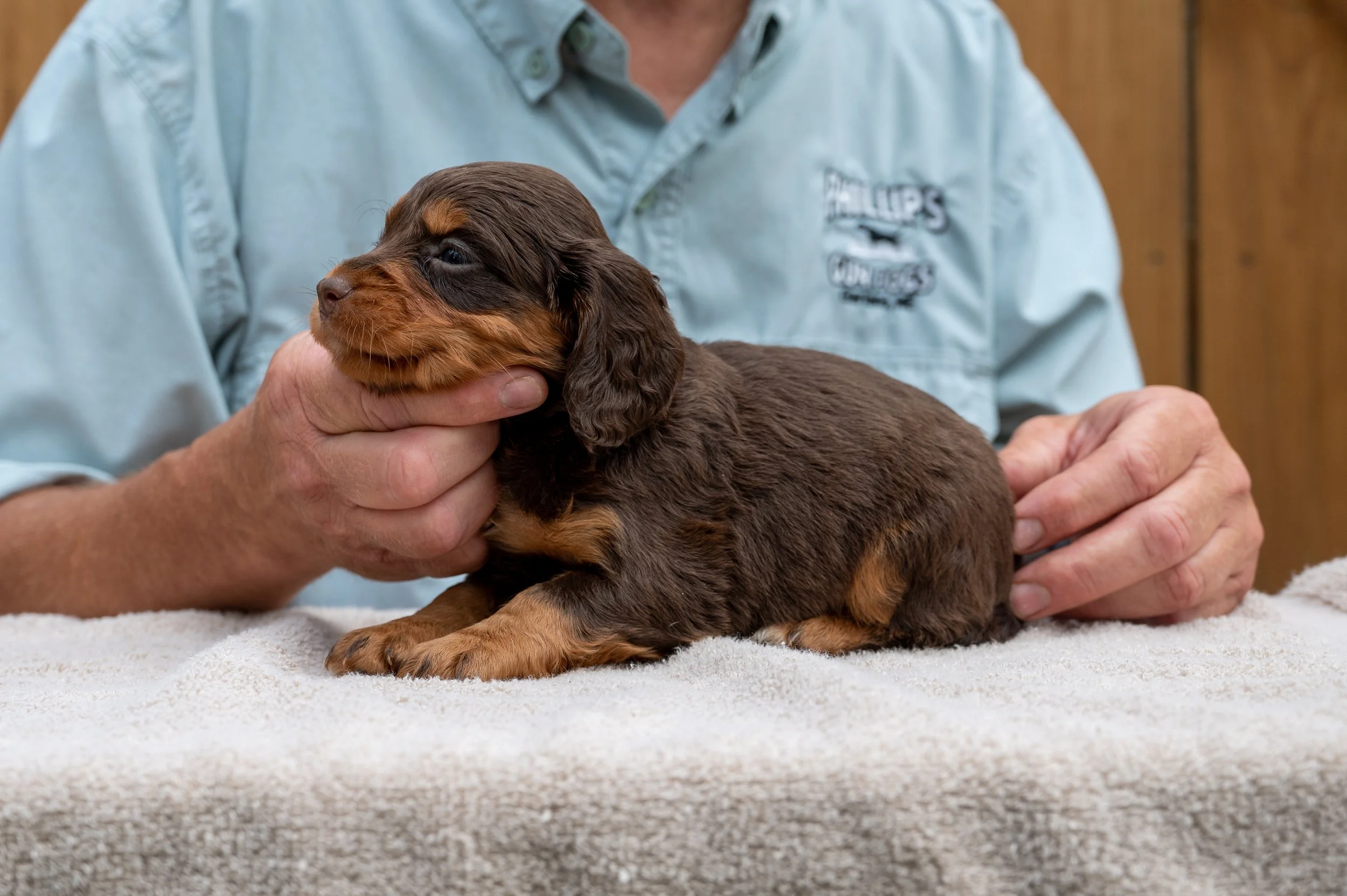 Liver & Tan Female