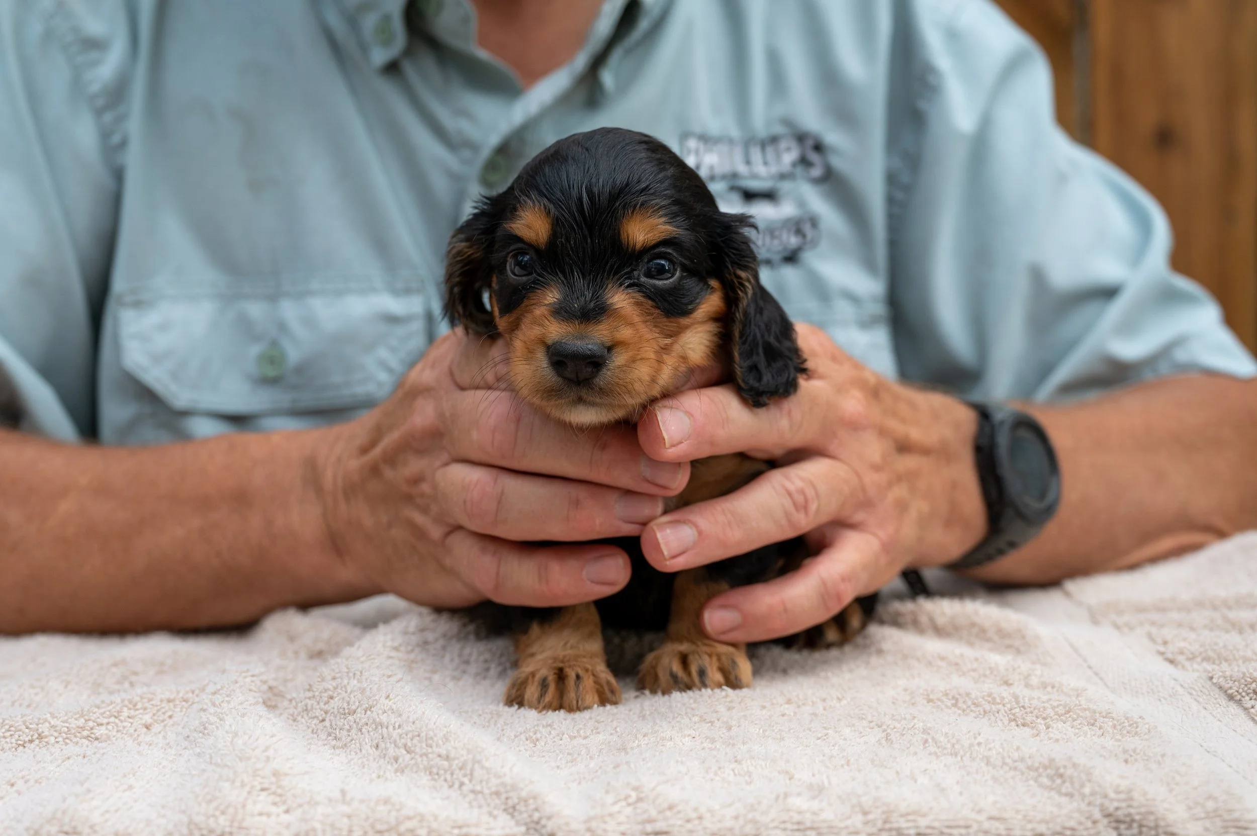 Black & Tan Female