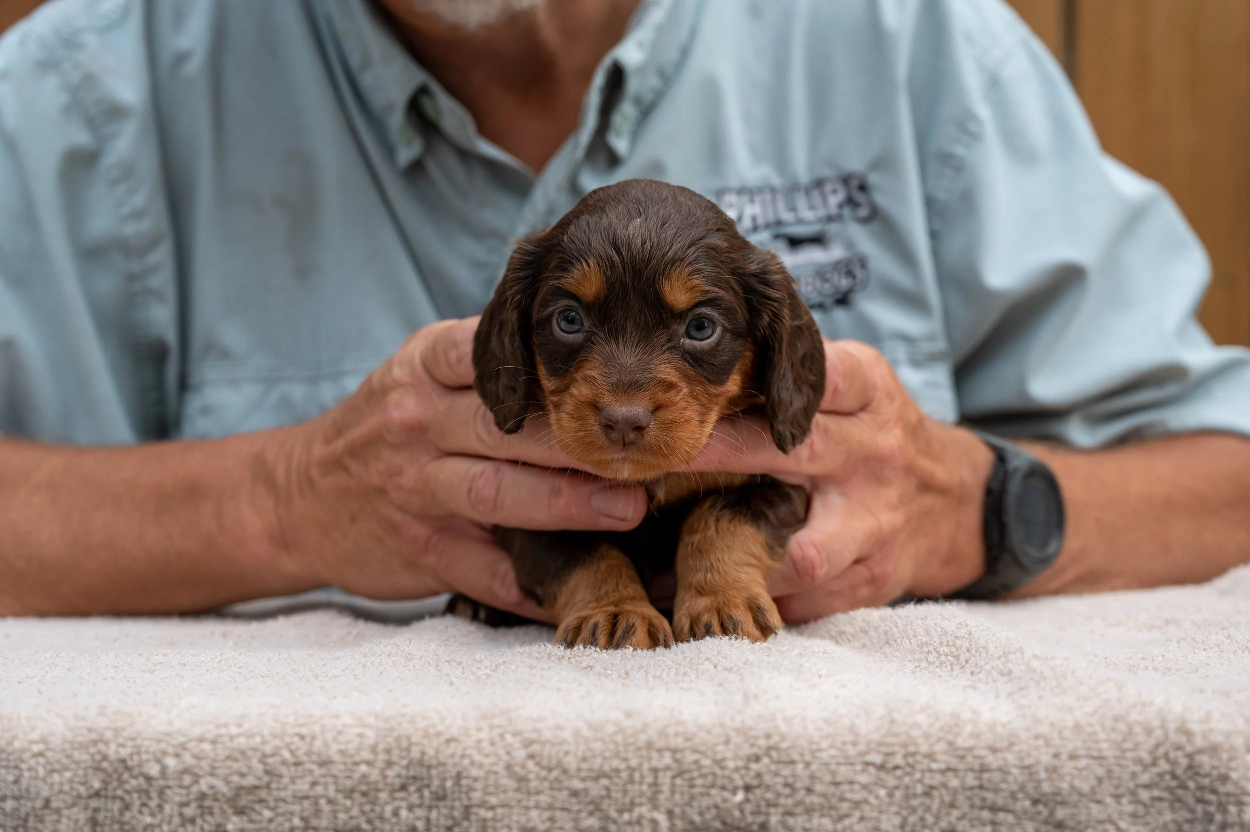 Liver & Tan Female