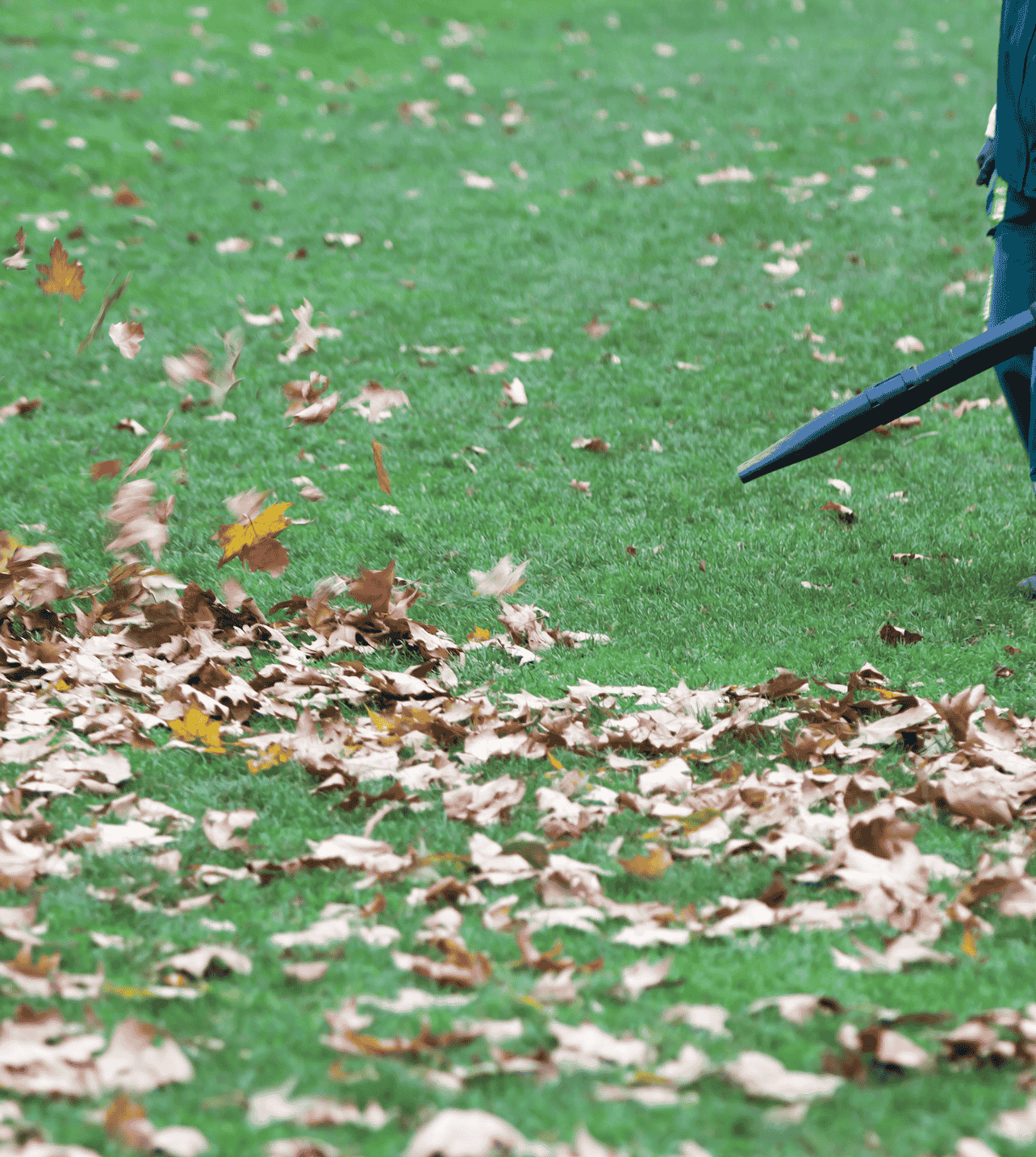 Person using leaf blower to clear fallen leaves from a grassy yard in Edmonton