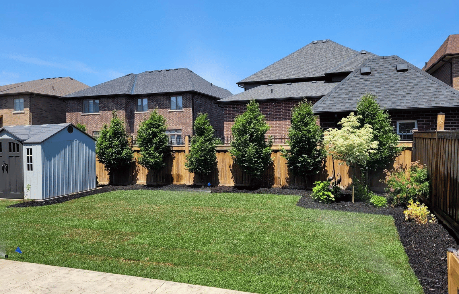 A backyard with a well-maintained lawn, a small blue shed, a row of green trees behind a wooden fence, and neighboring brick houses under a blue sky.