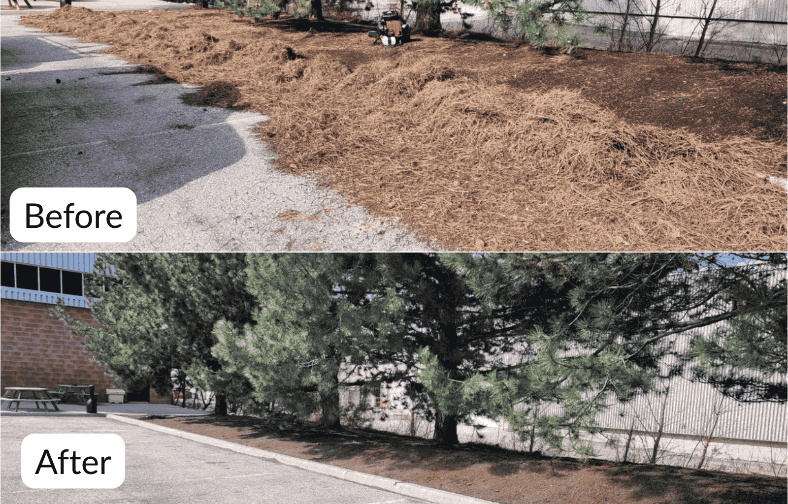 Comparison of RKB landscaping project in Edmonton: the top image shows a mulched garden bed with no trees, while the bottom image shows a landscaped area with multiple large pine trees, neatly bordered by a sidewalk, and no mulch visible.