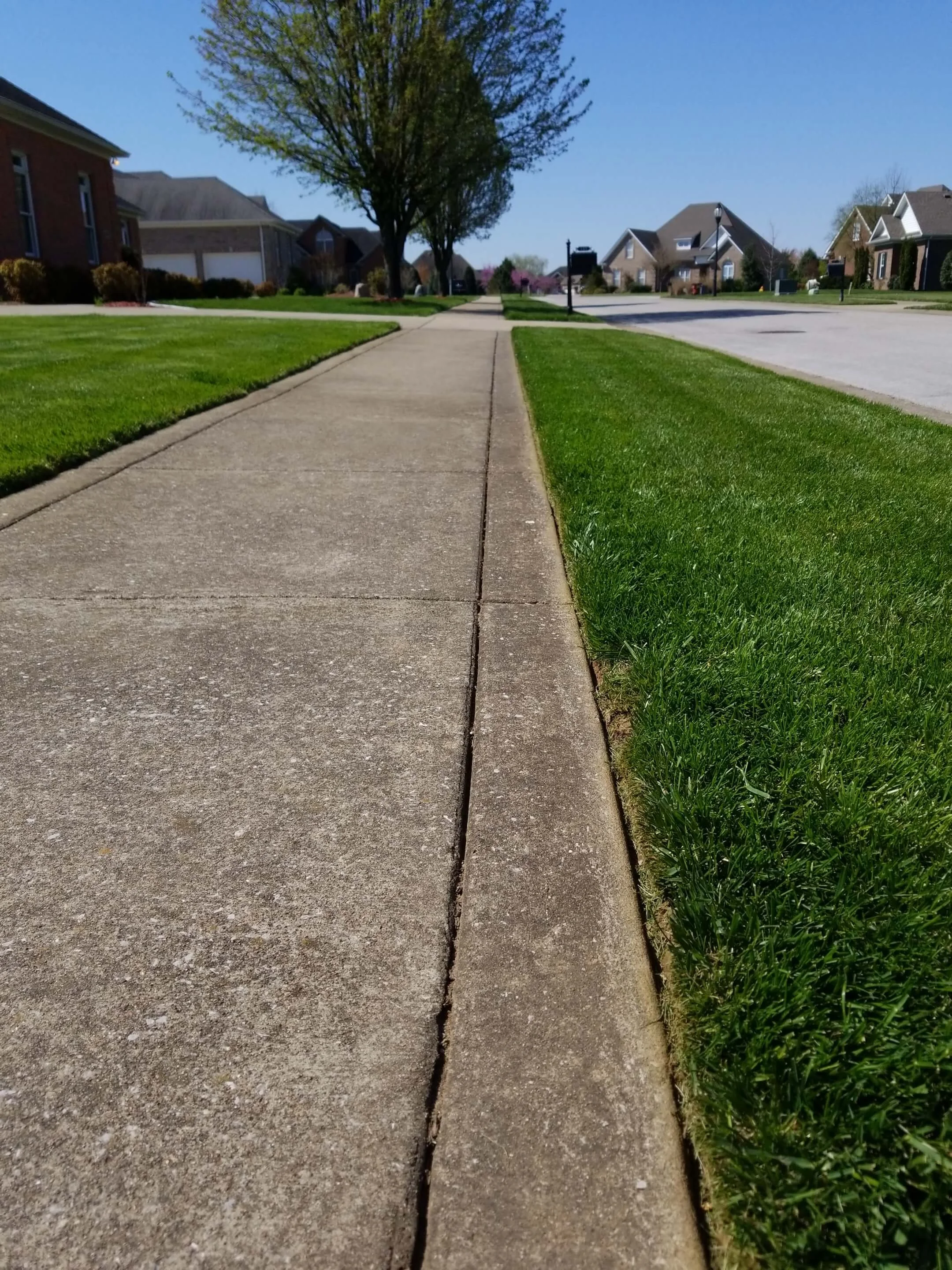 Concrete sidewalk running through a suburban neighborhood with well-maintained lawns, trees, and houses on either side. The sky is clear and blue.