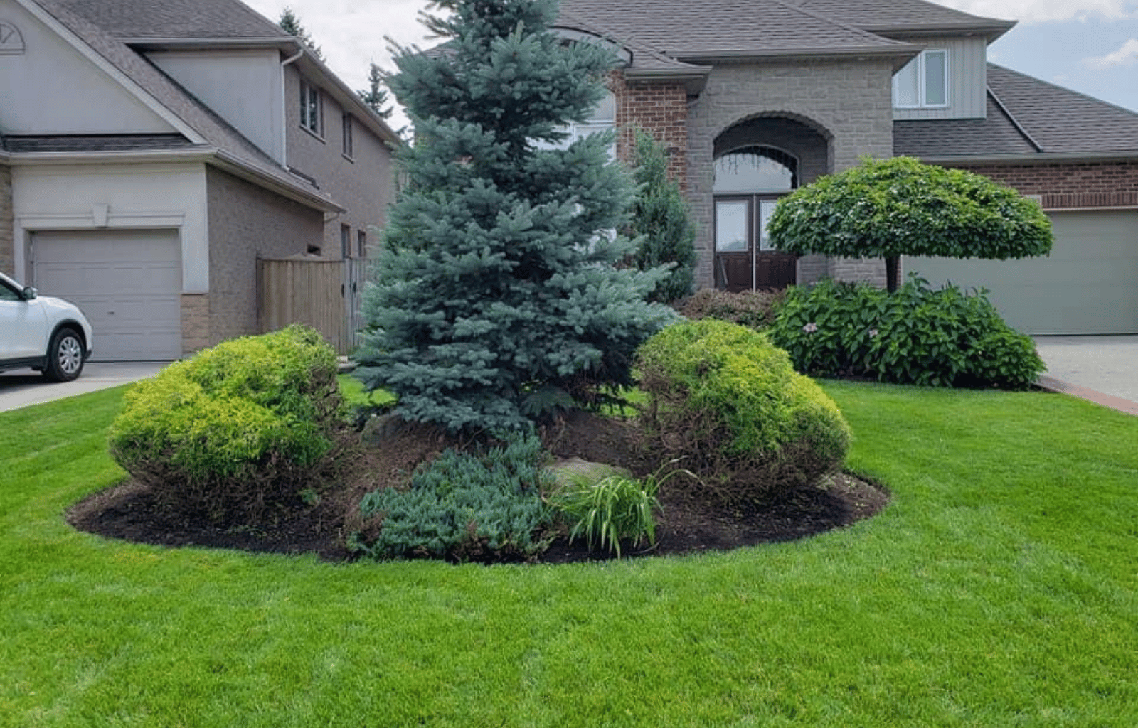 A landscaped front yard with a central blue spruce tree, surrounded by rounded green shrubs and a small ornamental grass patch on a well-maintained lawn, with a house and driveway in the background.