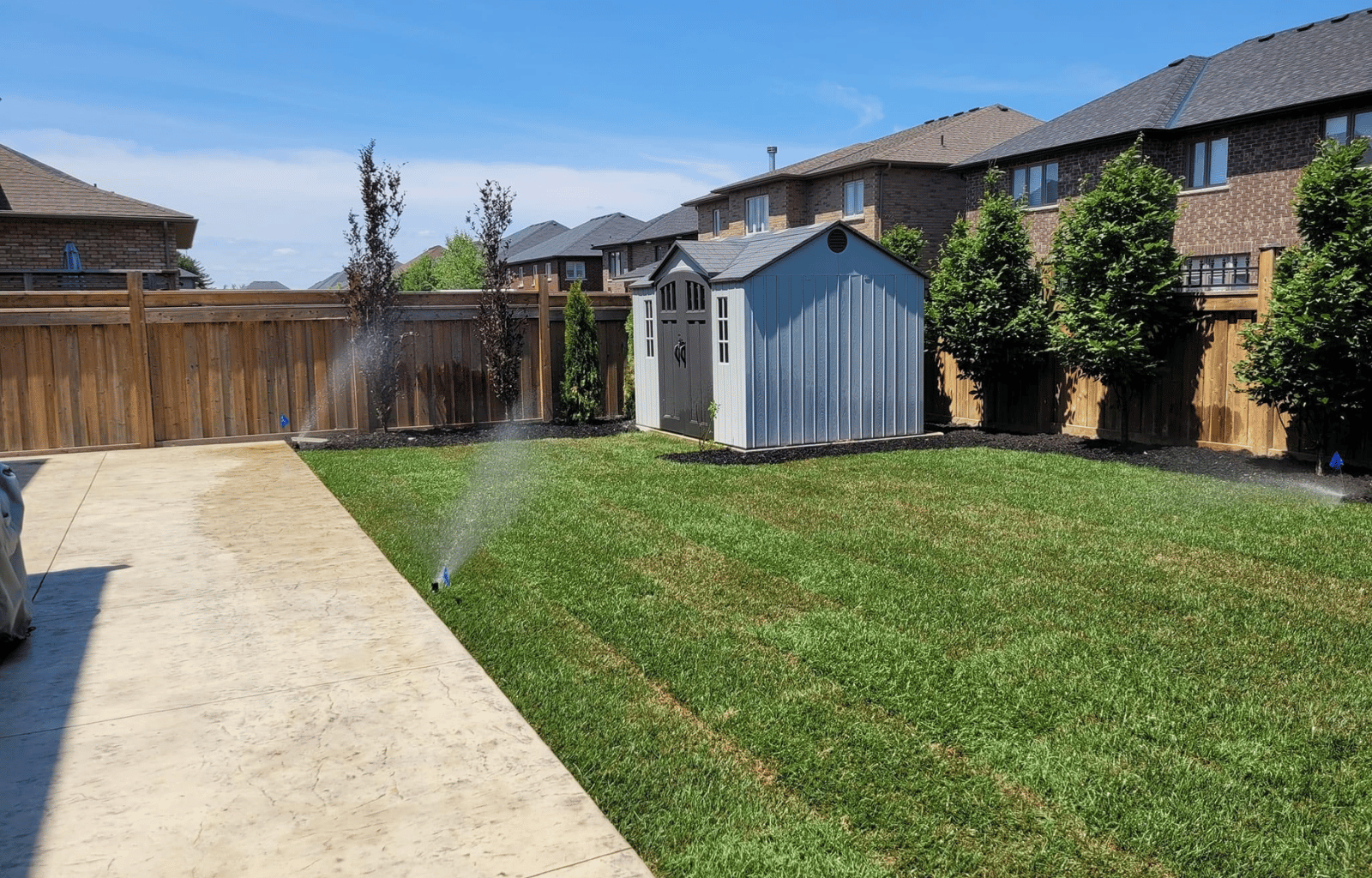A backyard with a grassy lawn being watered by sprinklers, a concrete patio on the left, a wooden privacy fence, and a small blue shed with black doors. There are houses with brick exteriors and trees in the background under a blue sky.