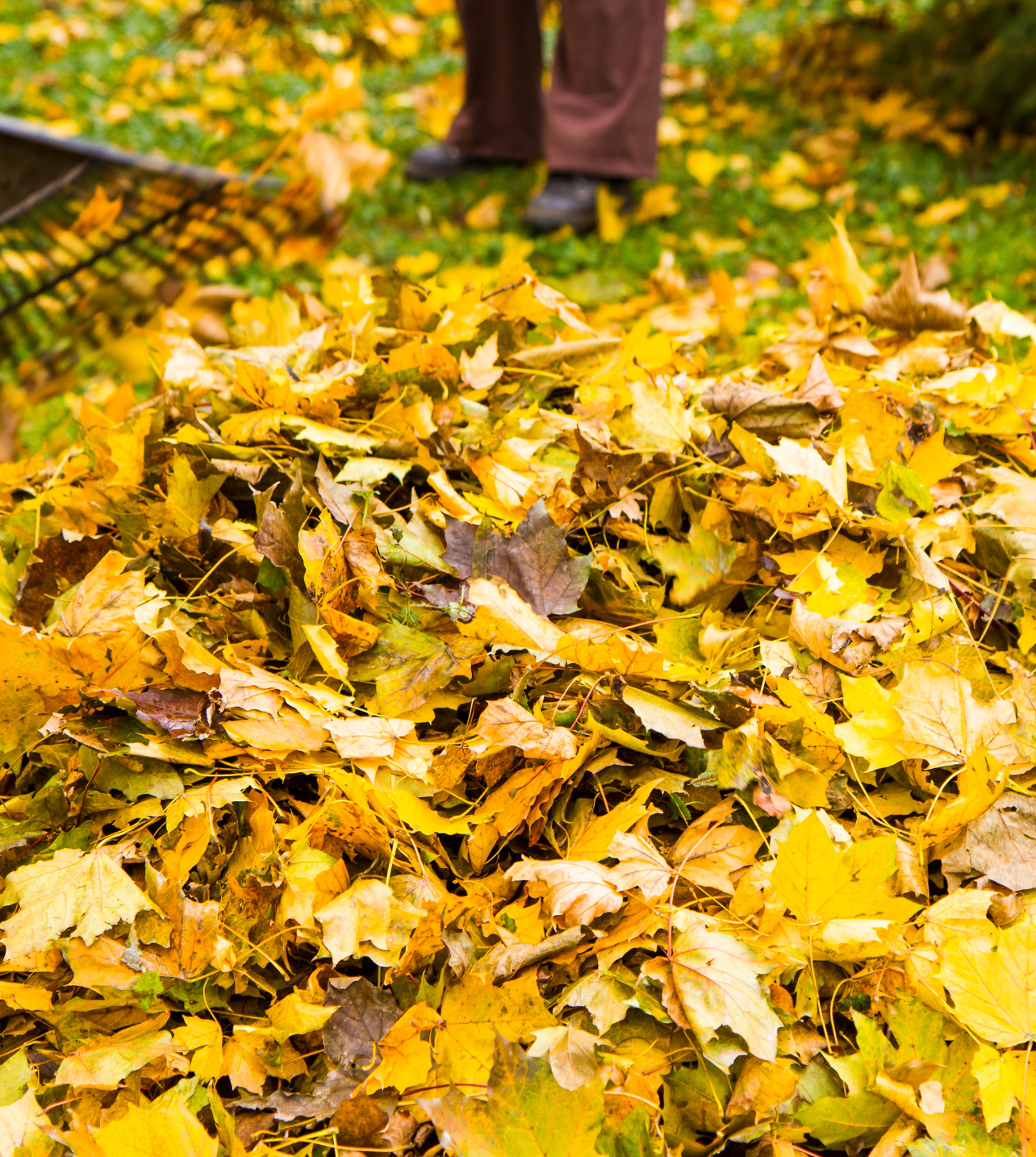 A person raking fallen autumn leaves on a grassy area with a rake, with their shoes and pants visible in the background.