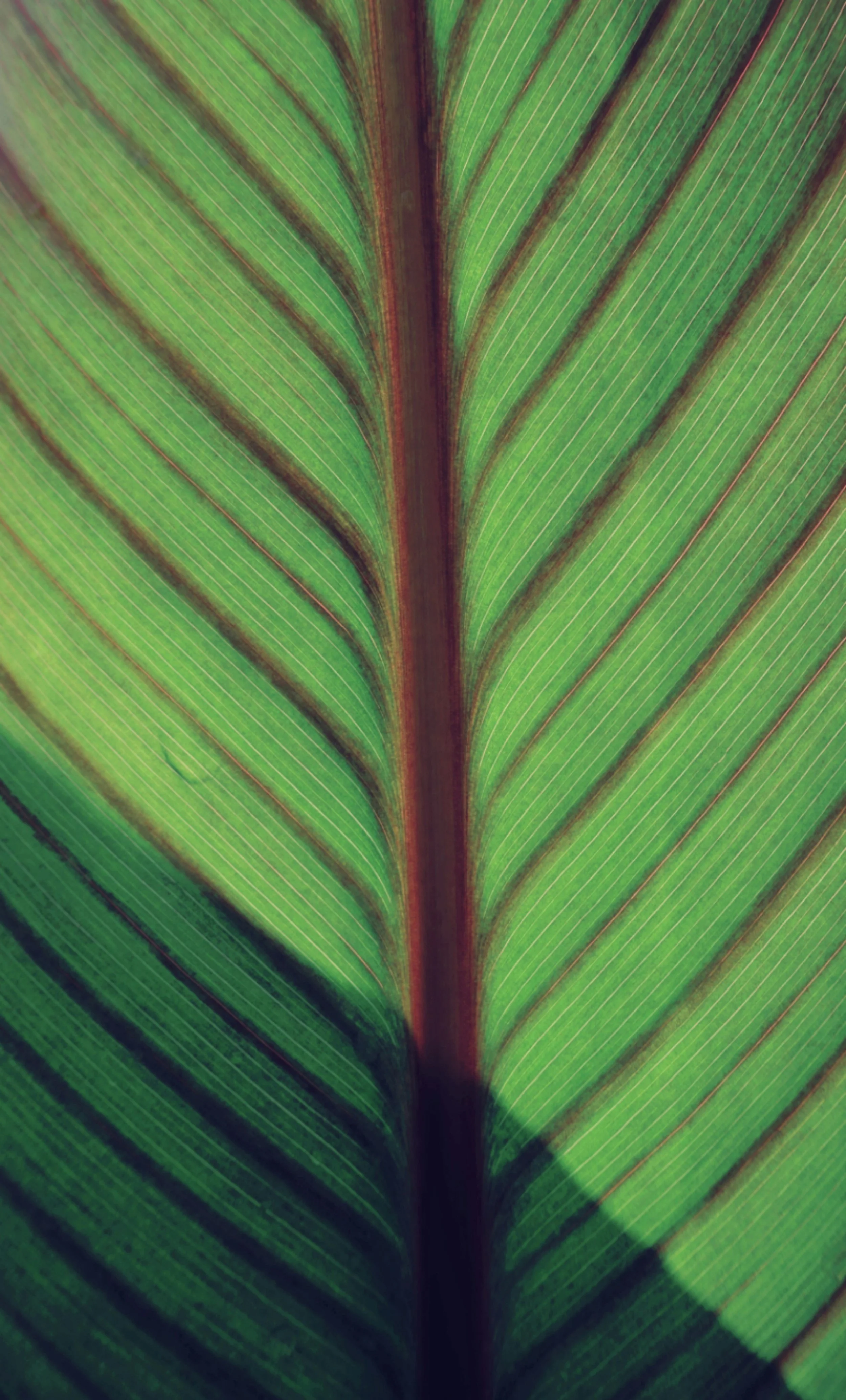 Close-up of a green palm leaf with details of its parallel veins and central stem.