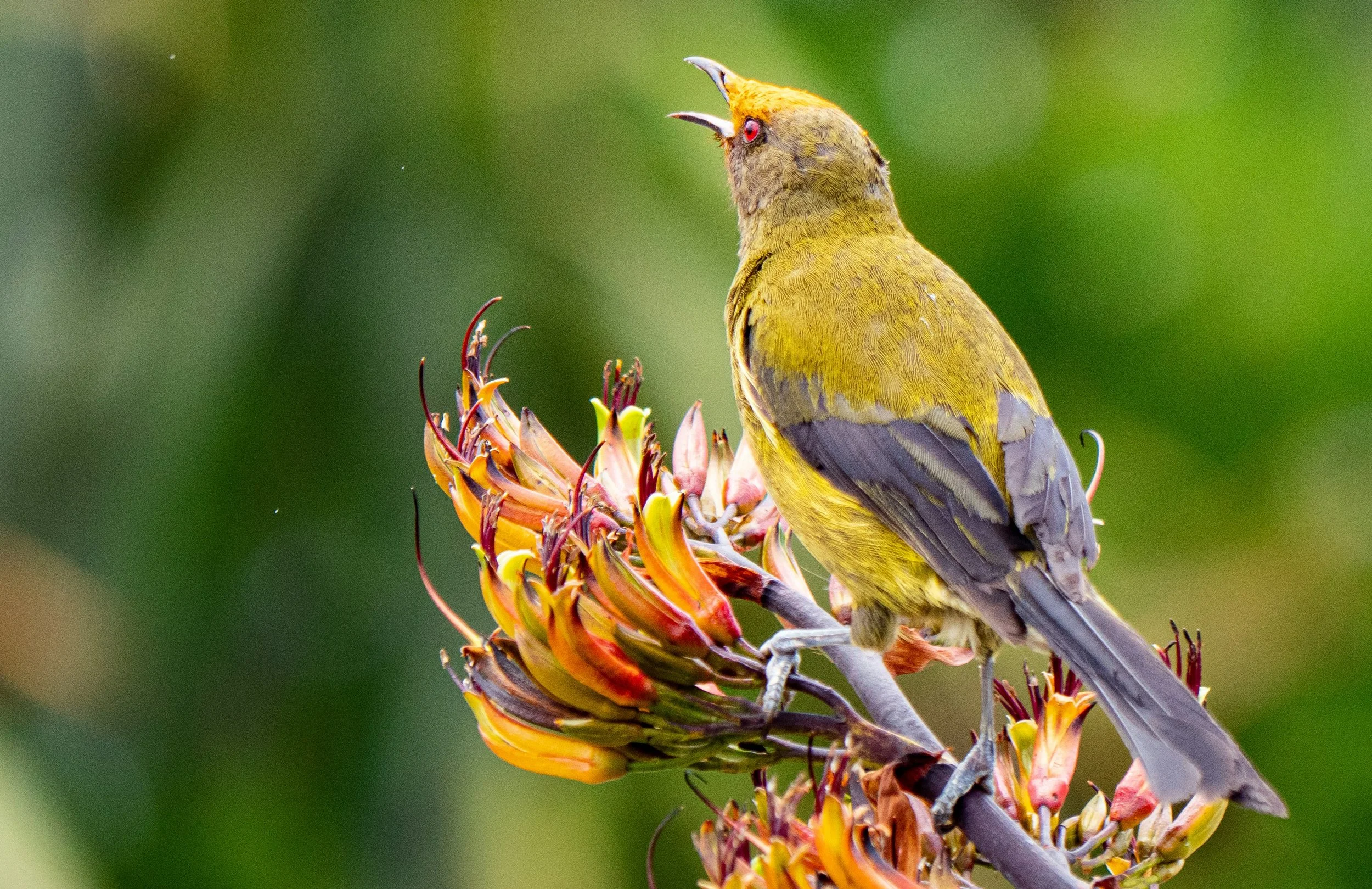 A yellow and brown bird with open beak on a flowering plant with orange and yellow flowers, with a blurred green background.