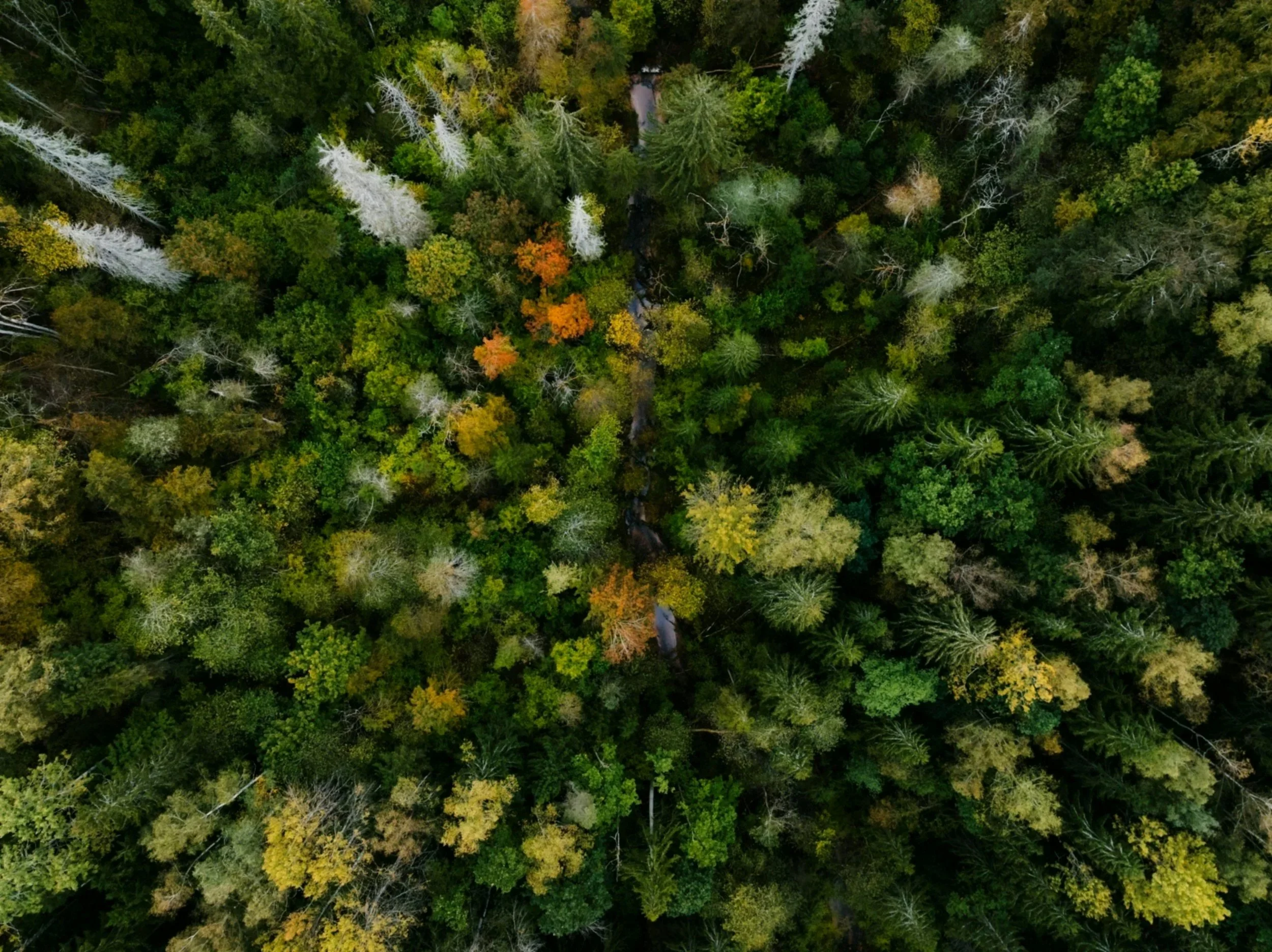 An aerial view of a dense forest with green trees and some trees with yellow, orange, and white leaves, indicating autumn.