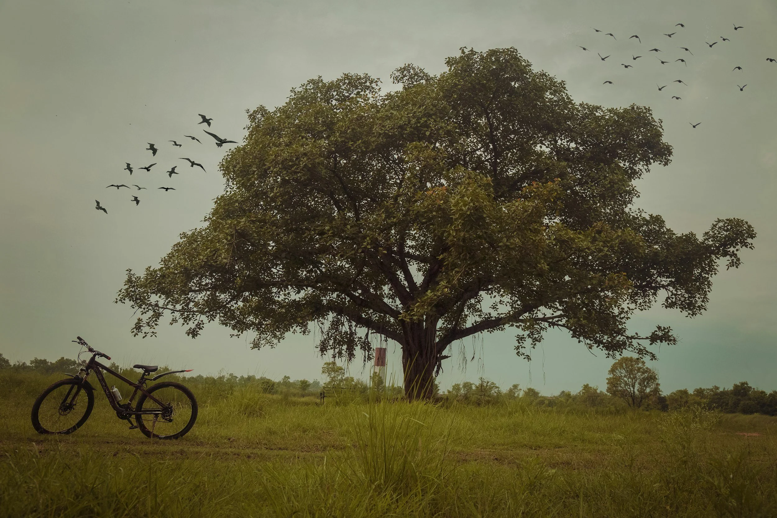 A bicycle next to a large tree with hanging roots, with birds flying overhead in an open grassy field under a cloudy sky.