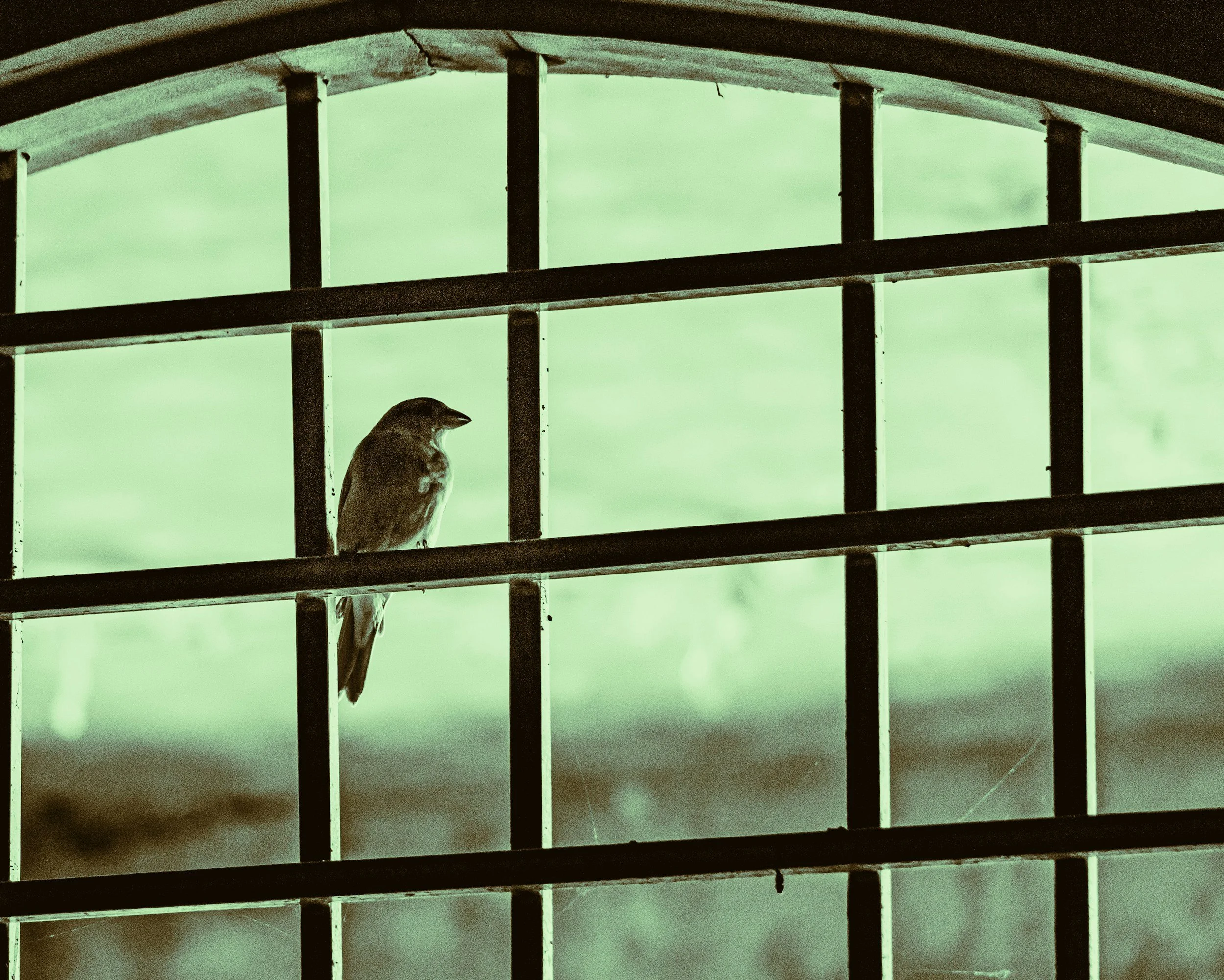 A small bird perched on a horizontal metal bar inside a cage with vertical bars, with a greenish background outside.