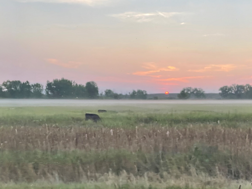 A peaceful landscape photograph by Dr. Holmgreen with a sunrise over a Nebraska field, two cows grazing in low fog, and distant trees in the background for the We Listen and We Don't Judge mindfulness workshop at The Landline in Lincoln, Nebraska