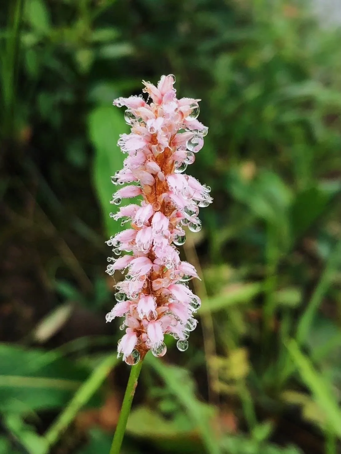 Wawajo – Hongkai – Pui Luang – Loe Poe He (Lublair) – Loe Jo 