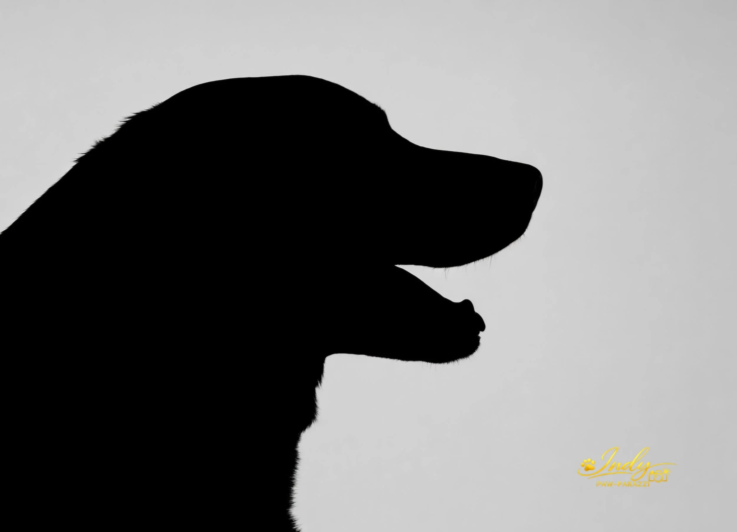 Silhouetted profile of a dog against a gray background.