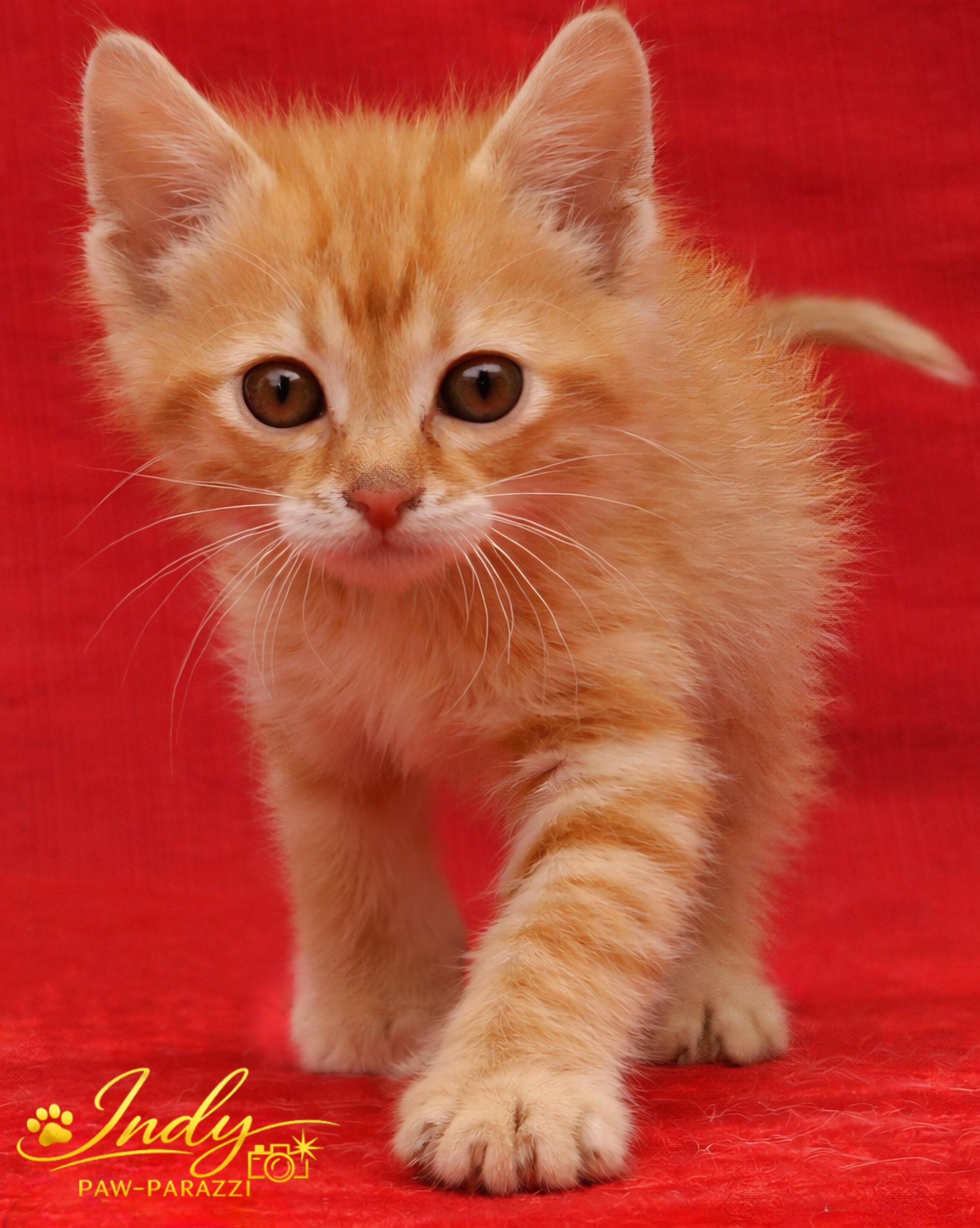 Kitty1(1).jpg