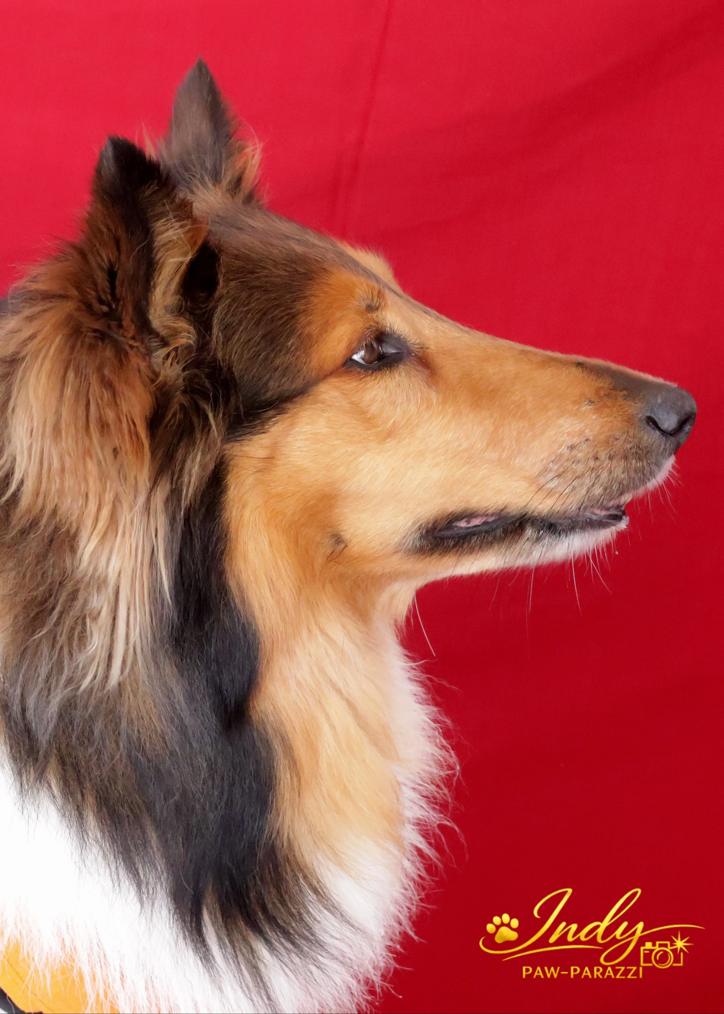 Profile.JPG