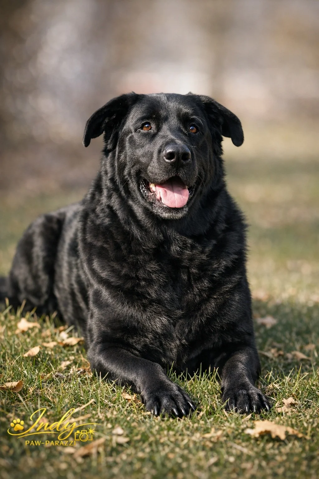 A happy black dog with a brindle coat lying on grass outdoors, with a blurred natural background.