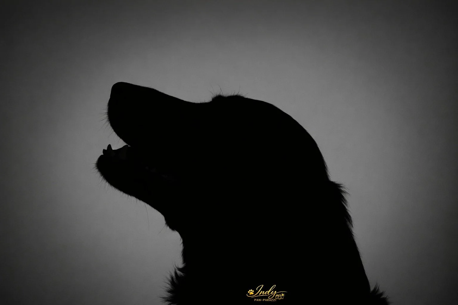 Silhouette of a dog with an open mouth and visible teeth against a gray background.
