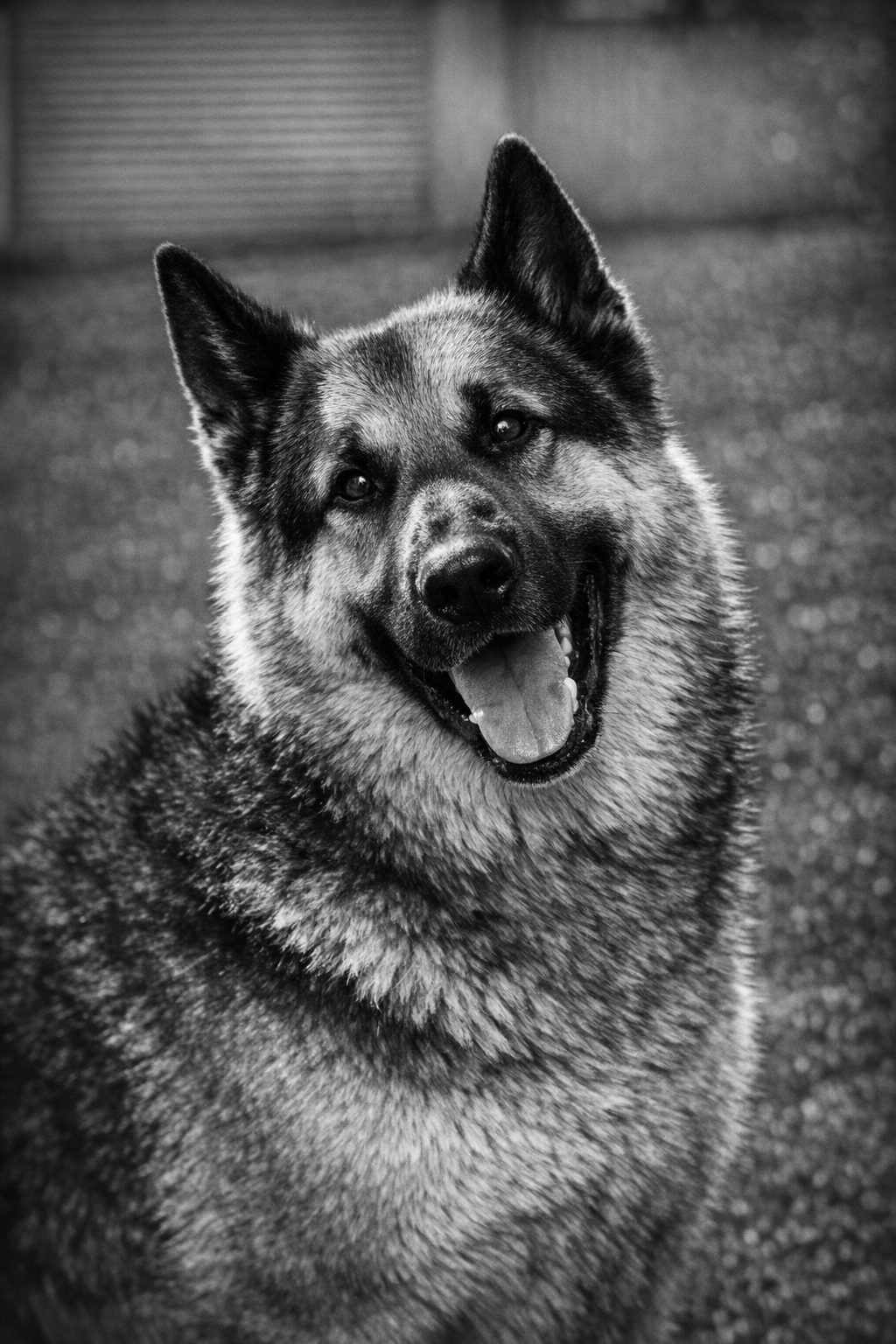 Black and white photo of a happy, smiling German Shepherd dog with pointy ears, looking at the camera.