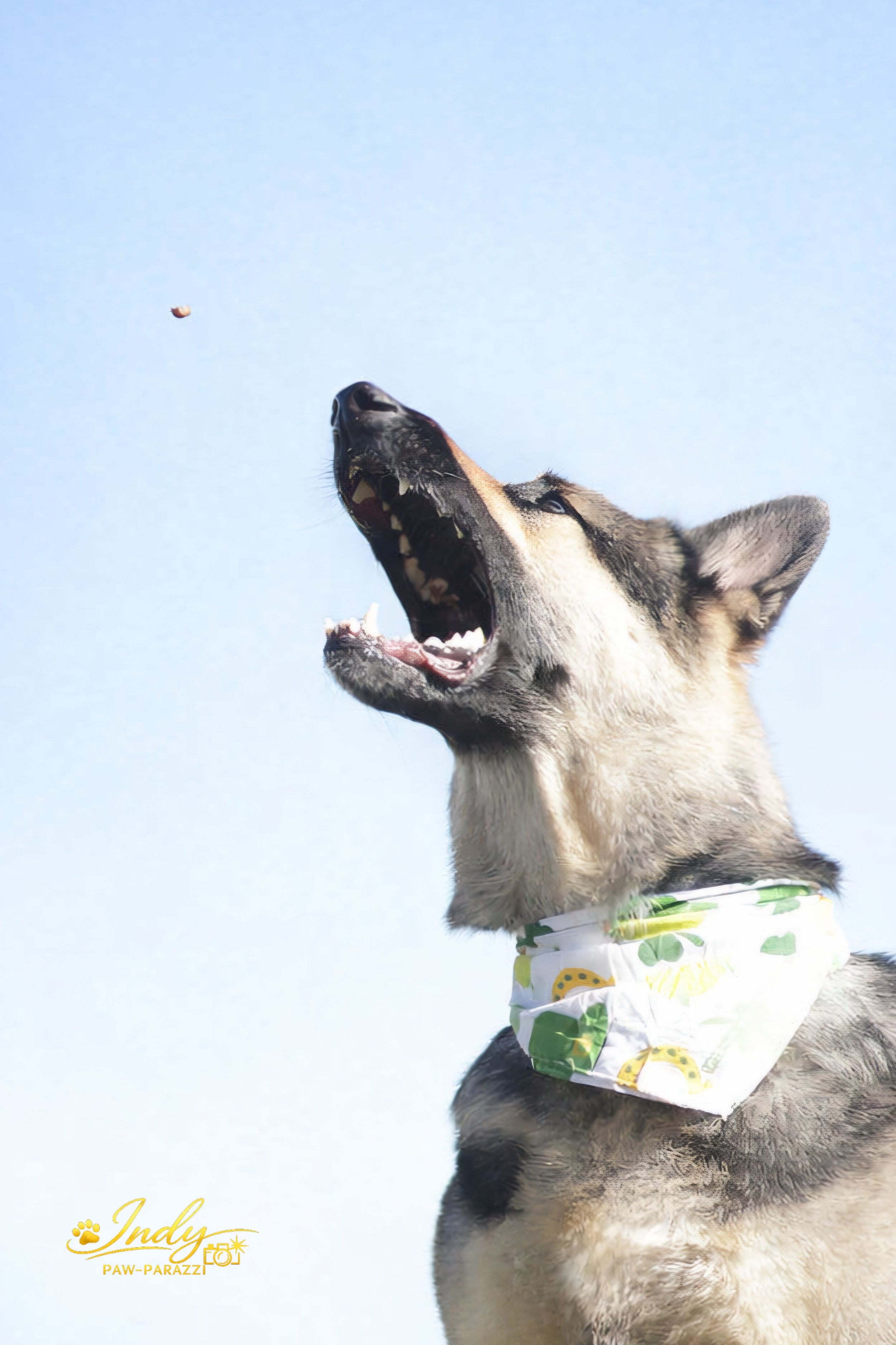 A dog, possibly a husky, wearing a green and white bandana, is catching a treat mid-air with its mouth open wide, against a clear blue sky.
