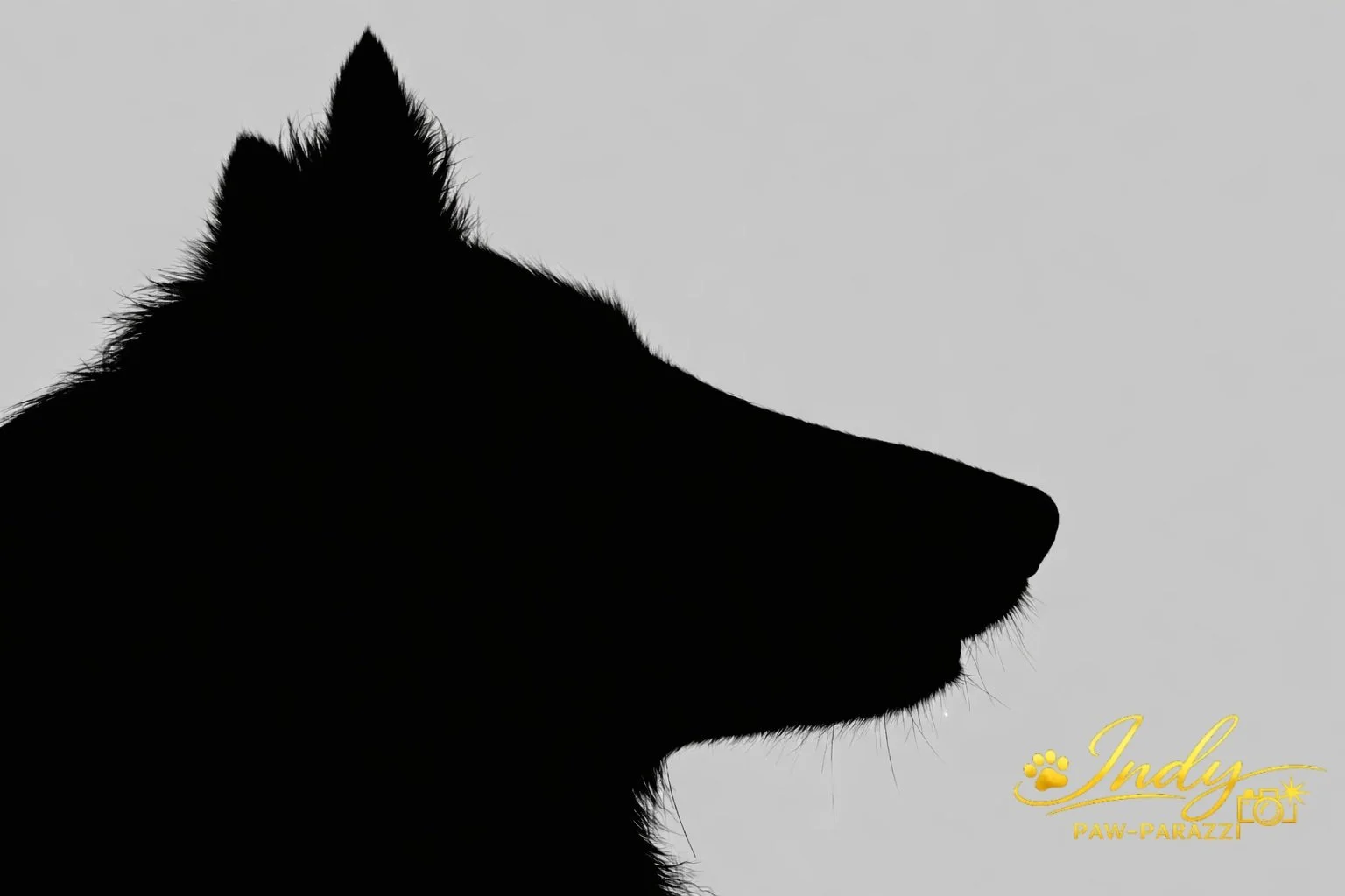 Silhouette 1.jpg