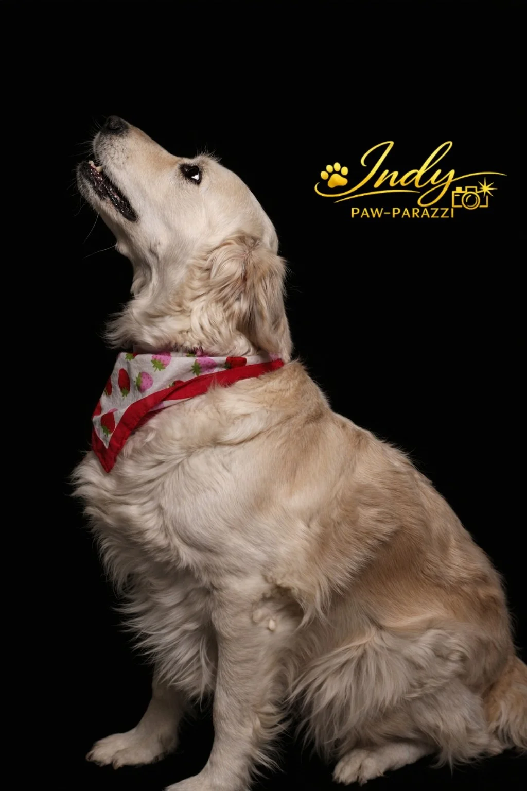 Golden retriever dog wearing a strawberry-patterned bandana sitting against a black background, looking upwards.