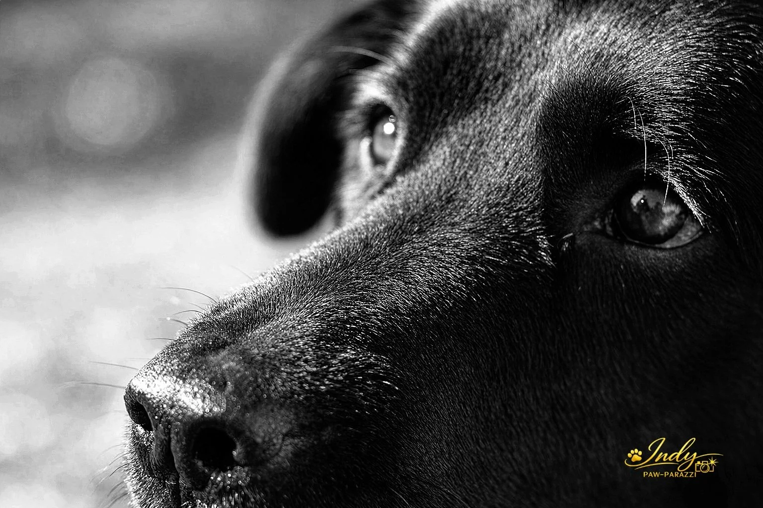 Close-up of a black dog's face in black and white, highlighting its nose, eye, and glossy fur.