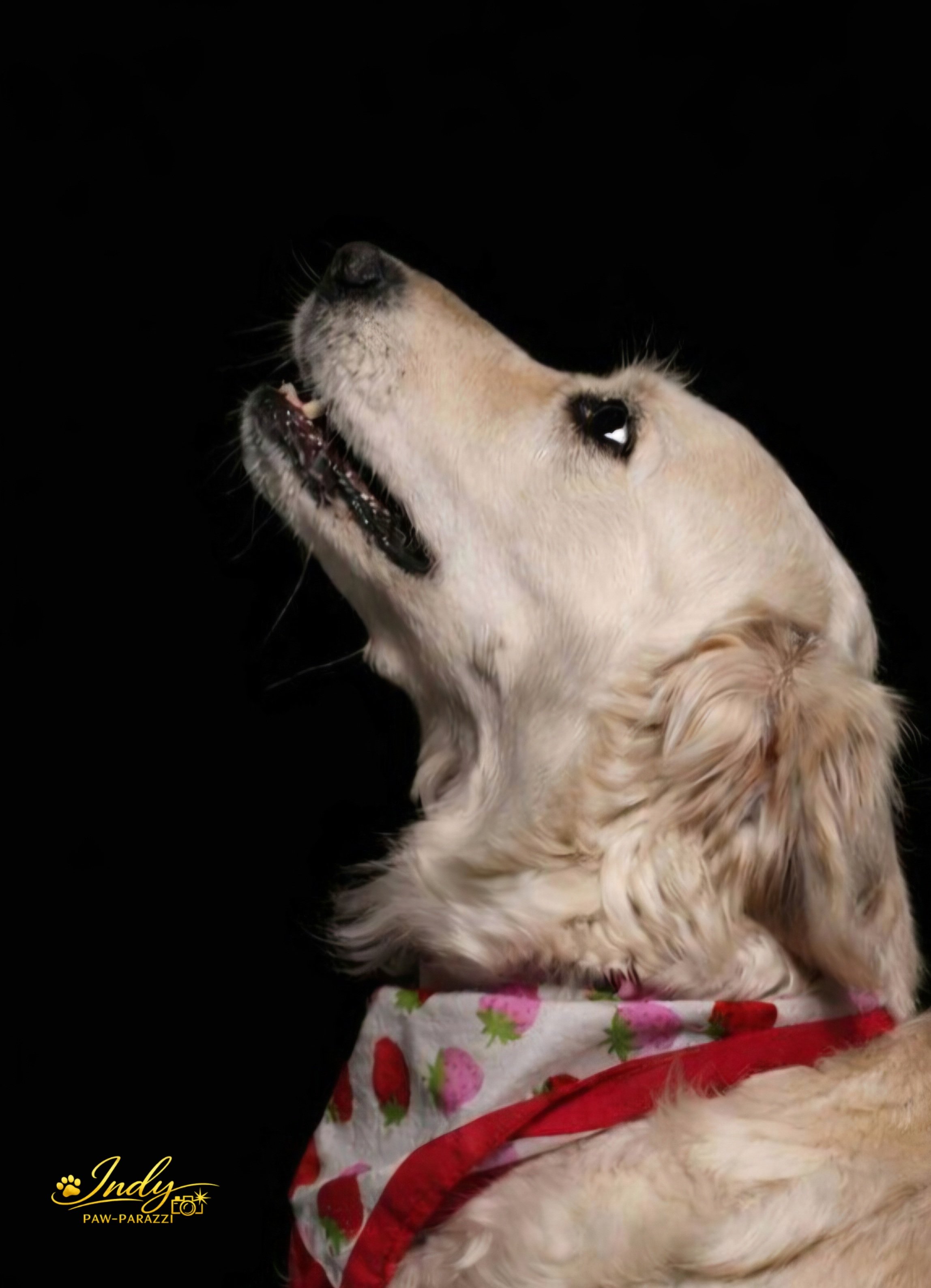 Golden retriever wearing a strawberry-patterned bandana looking upward against a black background.