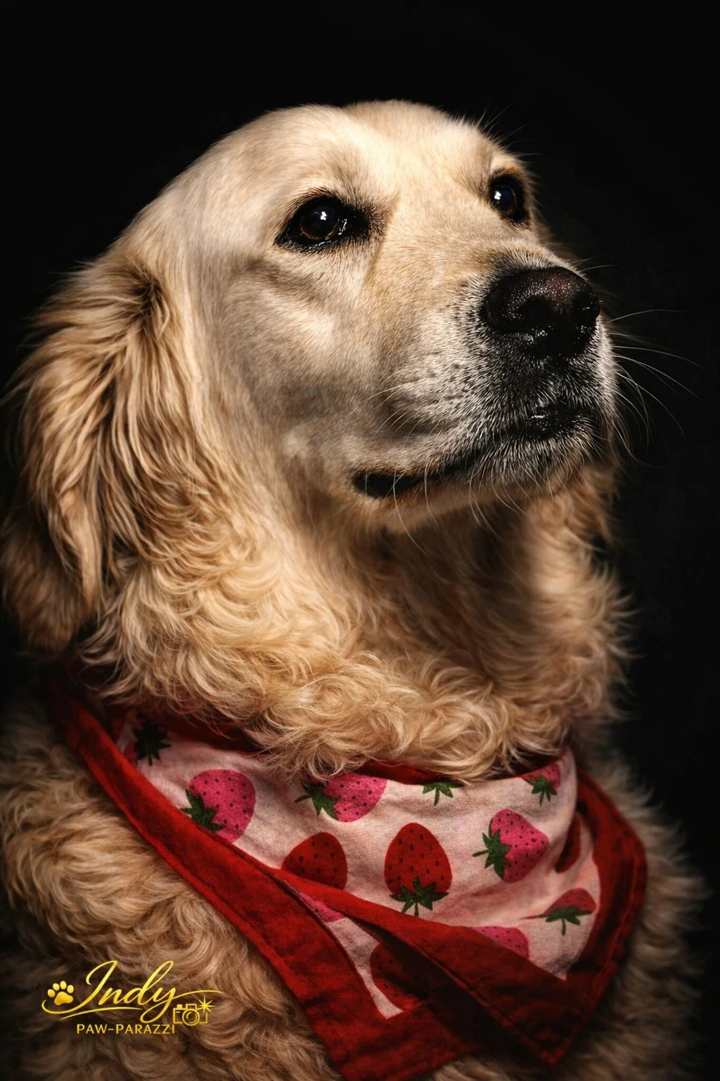 Close-up of a golden retriever wearing a strawberry-patterned bandana against a black background.
