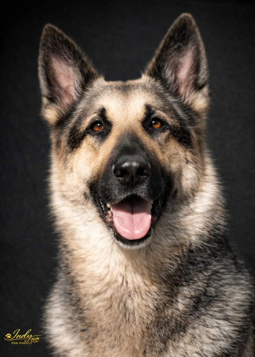 Close-up of a happy, smiling dog with a thick fur coat and erect ears against a black background.