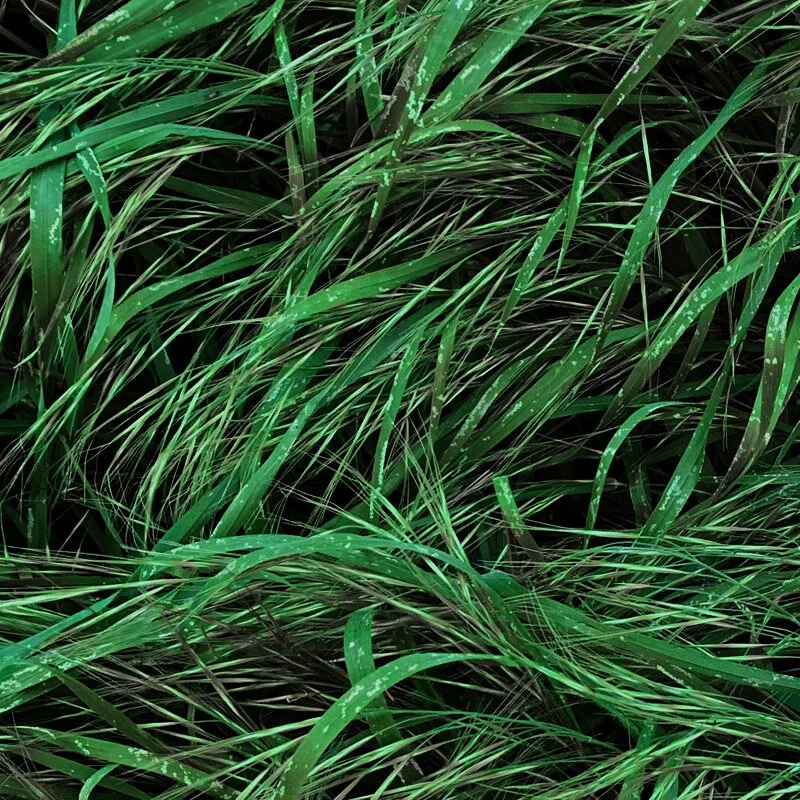 grass.jpg