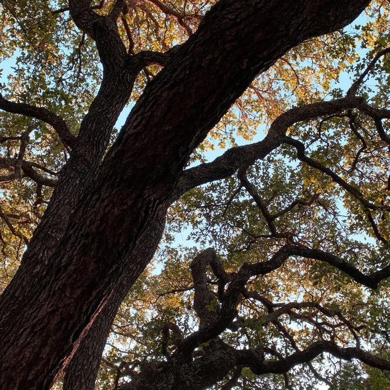 tree1.jpg