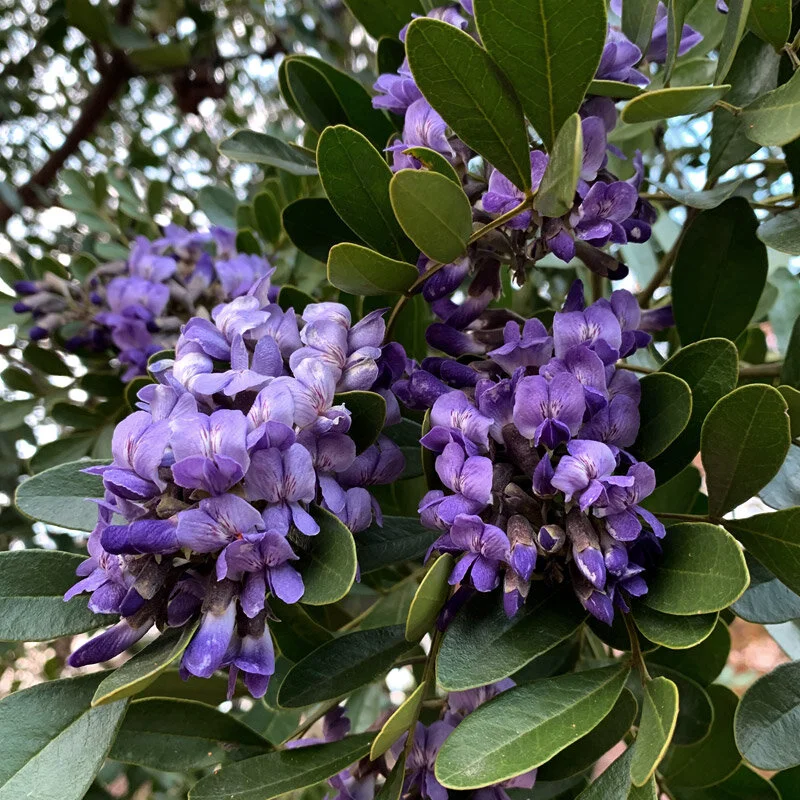 laurel.jpg