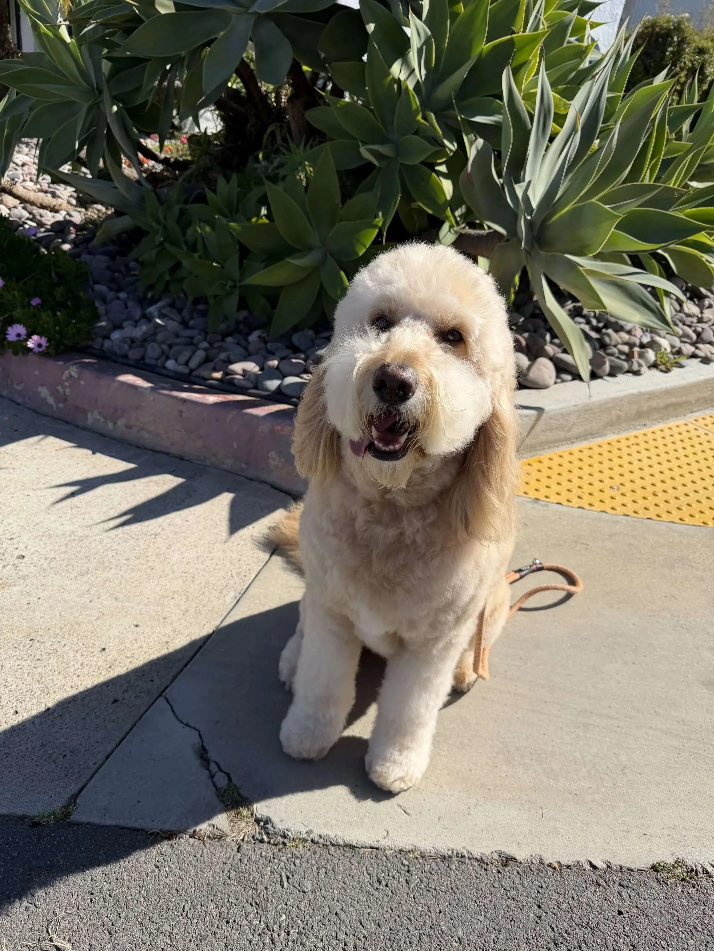 How Often Should a Goldendoodle Be Groomed?